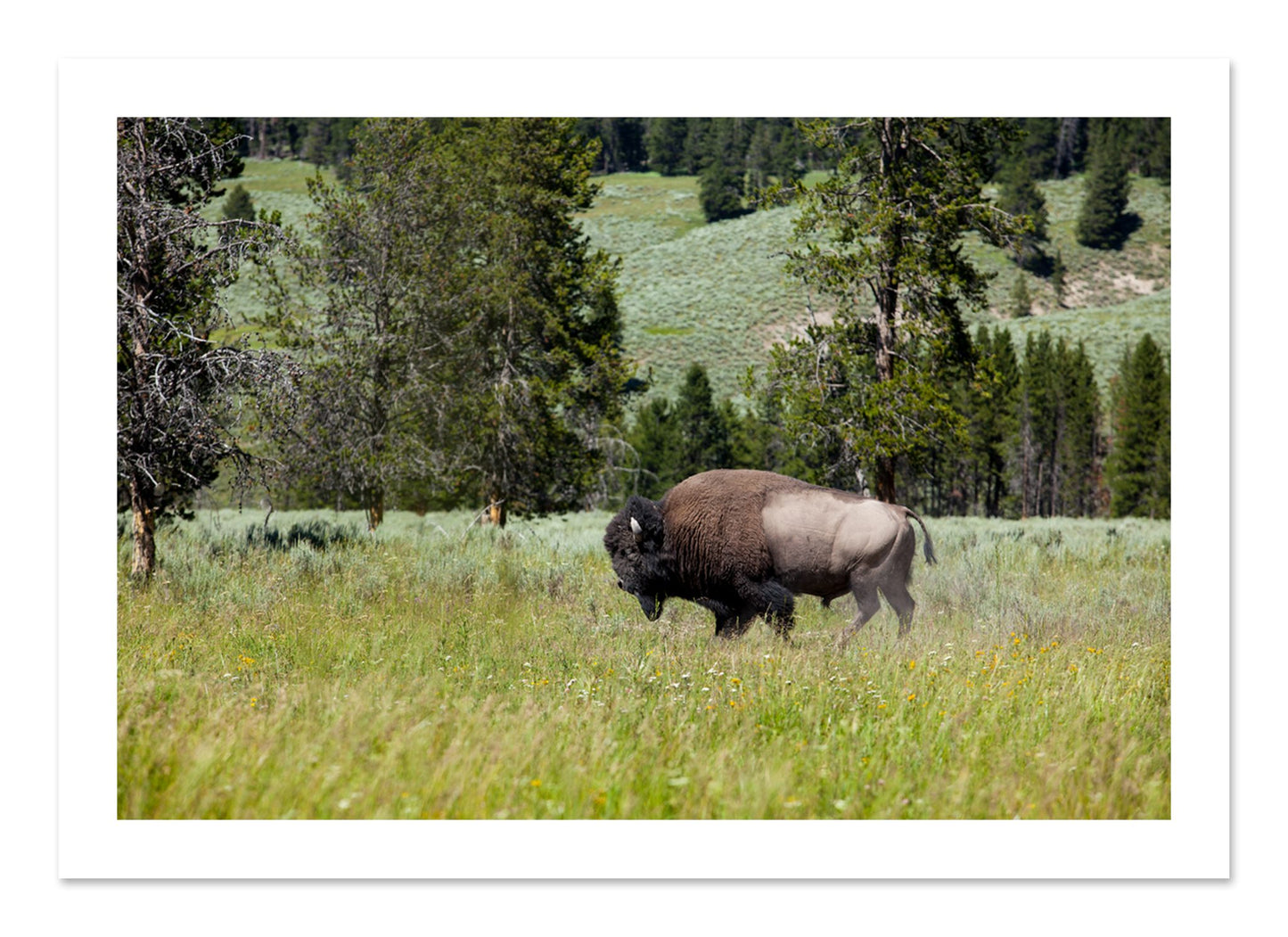 Fine art print of Solo Buffalo by Dylan Ozanich, unframed