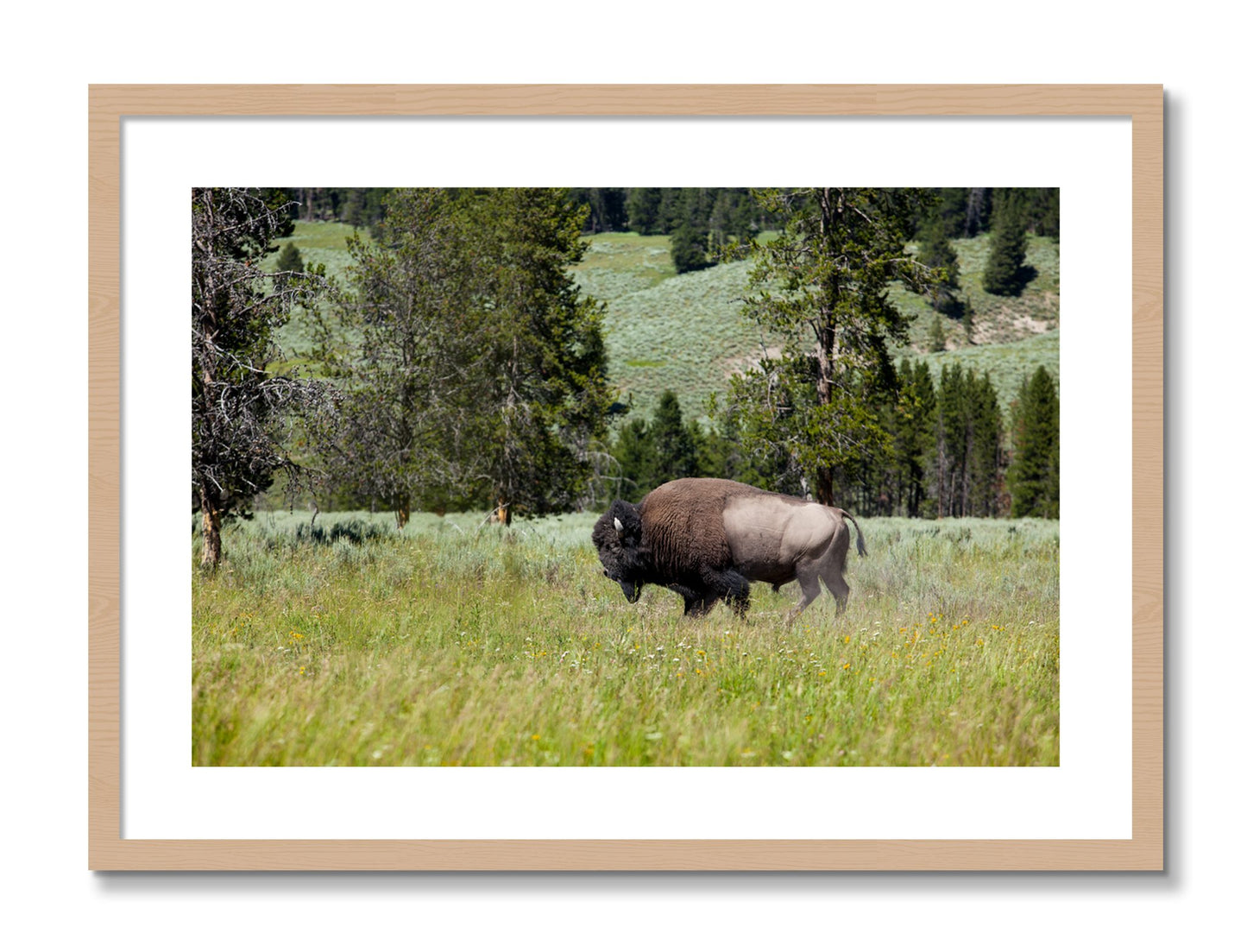 Framed photograph of Solo Buffalo by Dylan Ozanich, Oak frame, Borders