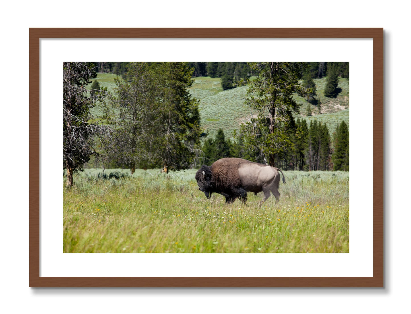Framed photograph of Solo Buffalo by Dylan Ozanich, Walnut frame, Borders