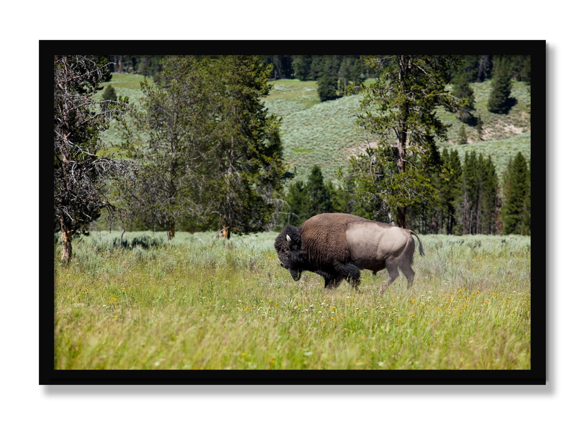 Framed photograph of Solo Buffalo by Dylan Ozanich, Black frame, Full Bleed