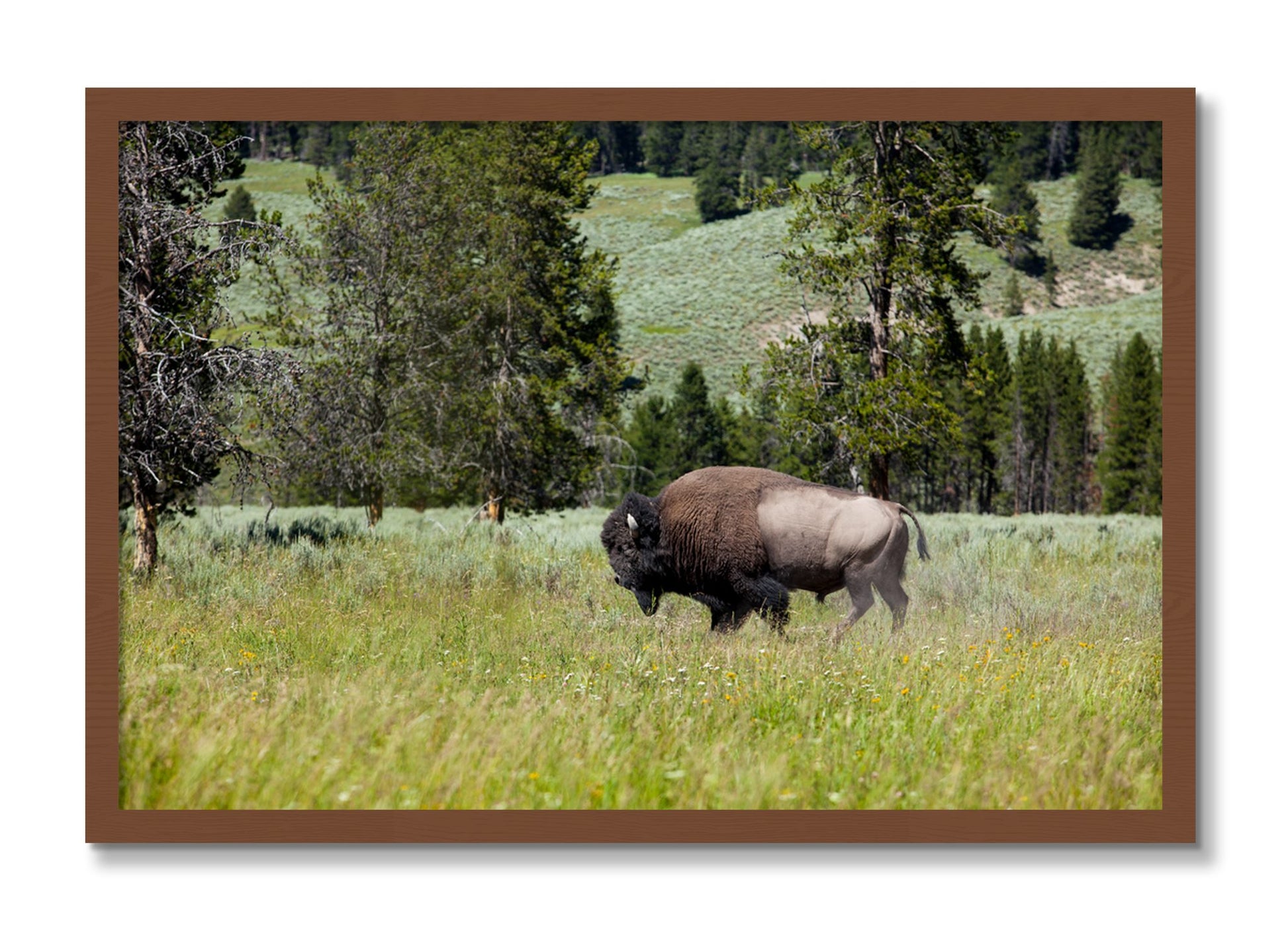 Framed photograph of Solo Buffalo by Dylan Ozanich, Walnut frame, Full Bleed