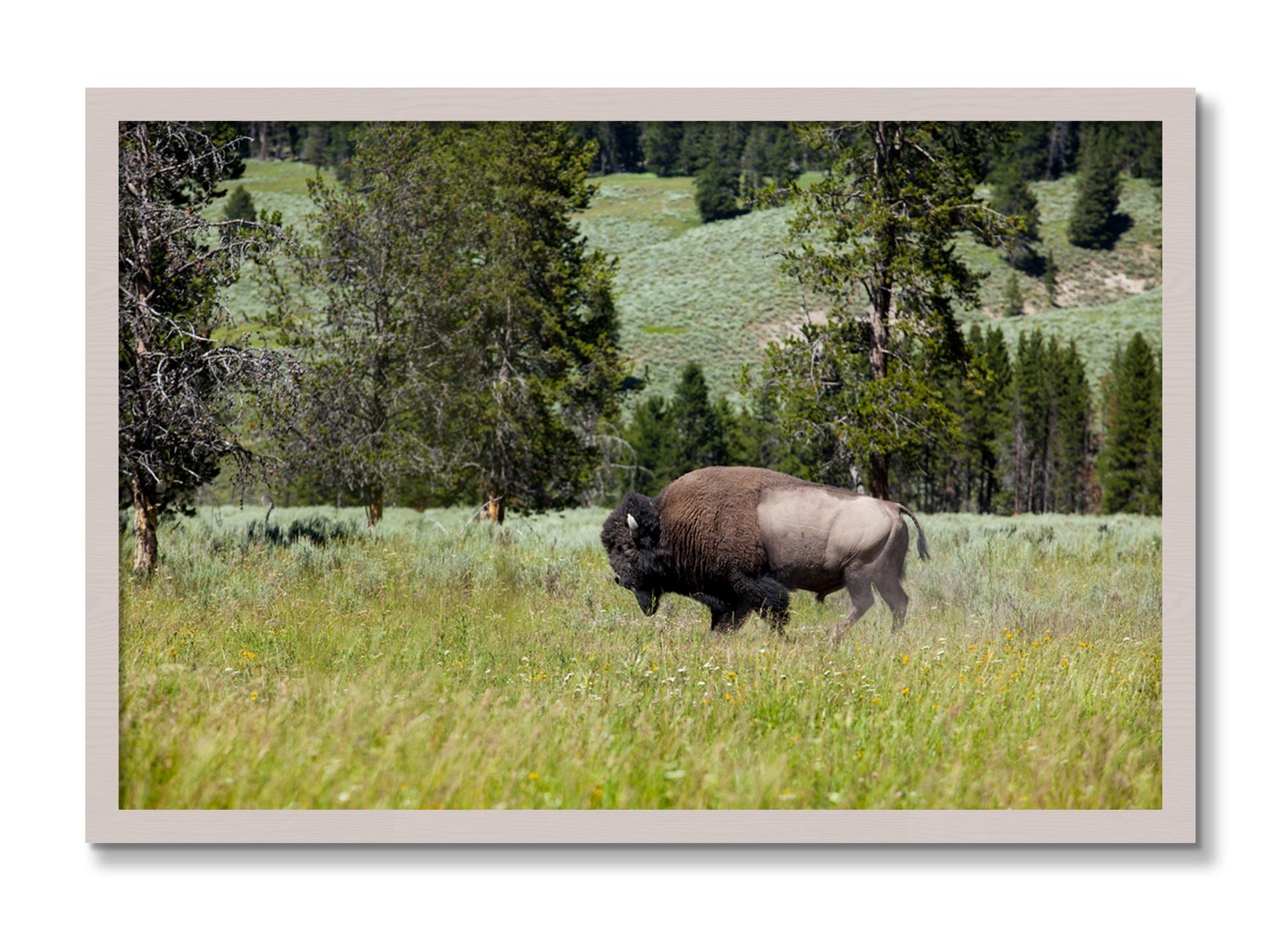 Framed photograph of Solo Buffalo by Dylan Ozanich, White Maple frame, Full Bleed