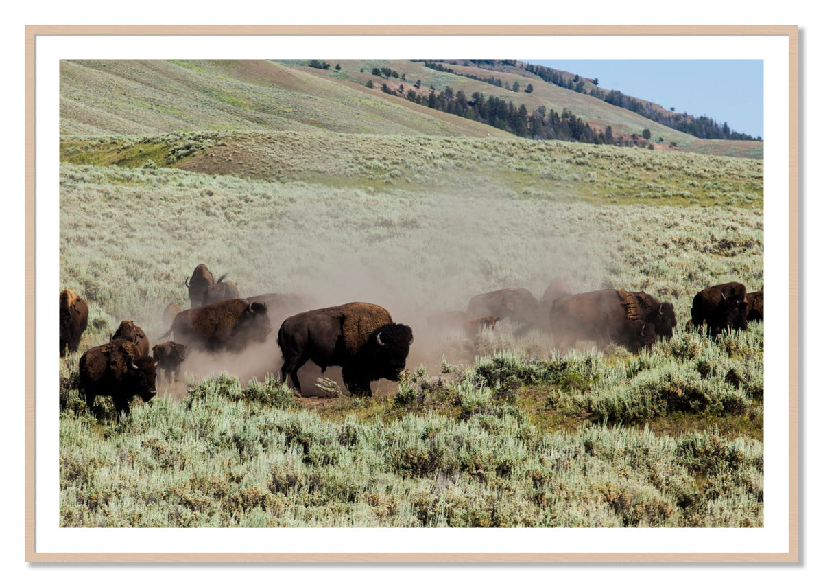 The Heard by Dylan Ozanich, 40×60 print with a White Border in a Maple frame