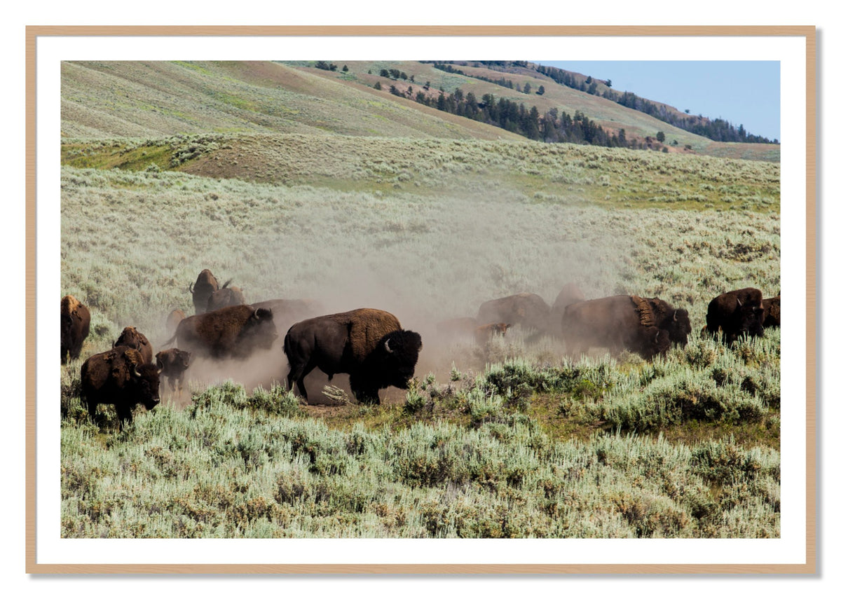 The Heard by Dylan Ozanich, 40×60 print with a White Border in an Oak frame