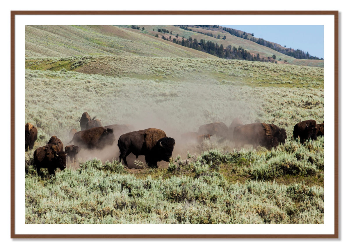 The Heard by Dylan Ozanich, 40×60 print with a White Border in a Walnut frame