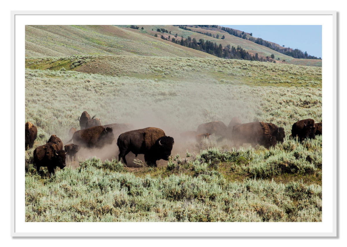 The Heard by Dylan Ozanich, 40×60 print with a White Border in a White frame