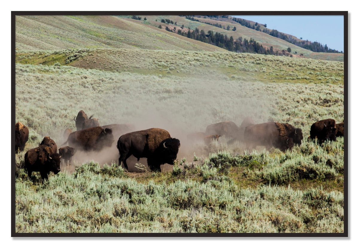 The Heard by Dylan Ozanich, 40×60 Full Bleed Print in a Black Walnut frame