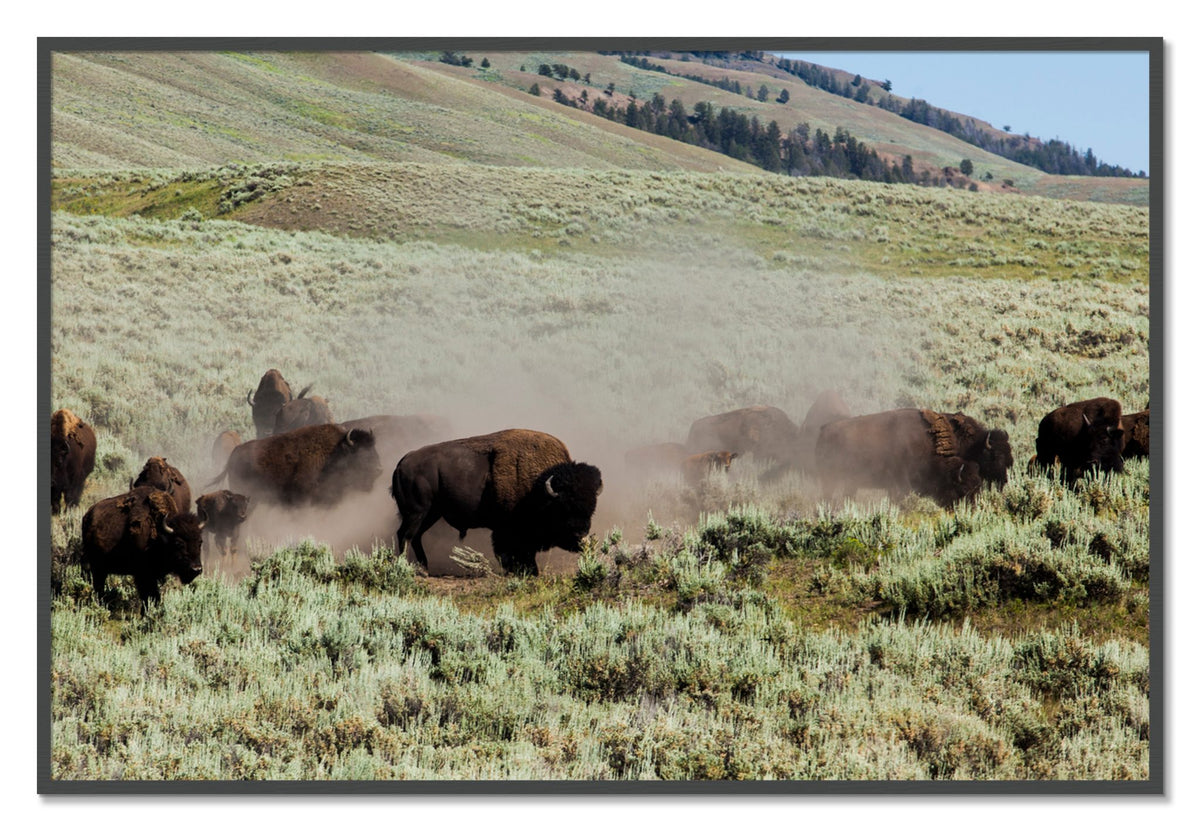The Heard by Dylan Ozanich, 40×60 Full Bleed Print in a Grey frame