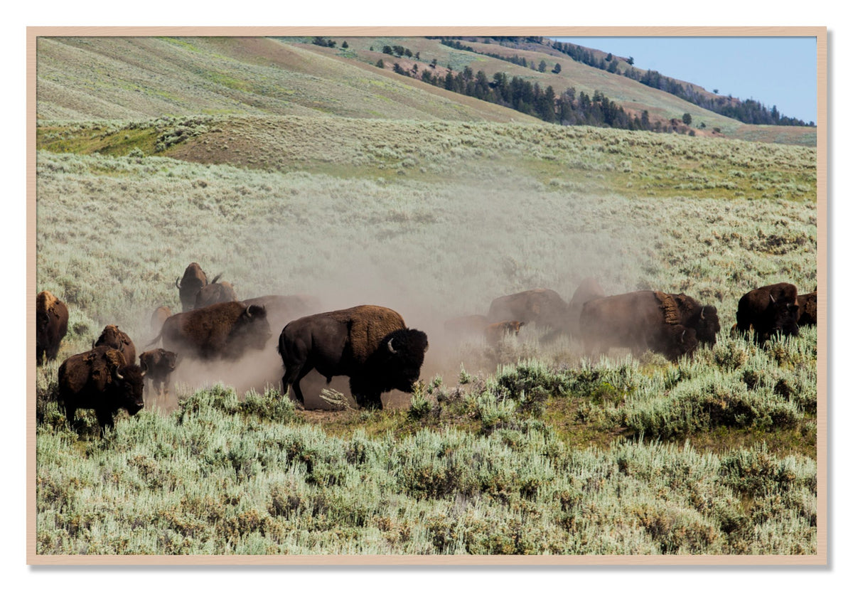 The Heard by Dylan Ozanich, 40×60 Full Bleed Print in a Maple frame