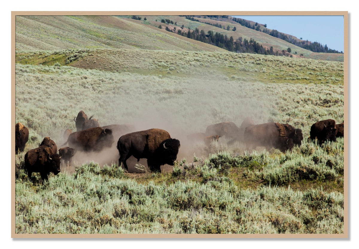 The Heard by Dylan Ozanich, 40×60 Full Bleed Print in an Oak frame