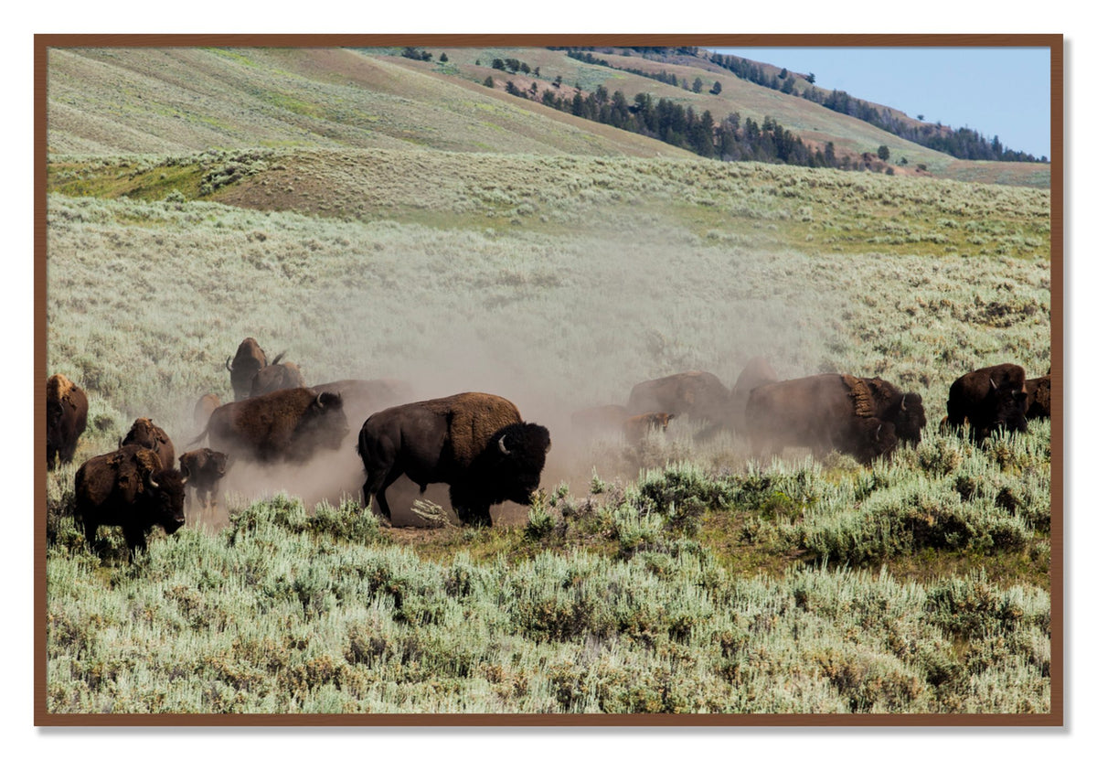 The Heard by Dylan Ozanich, 40×60 Full Bleed Print in a Walnut frame