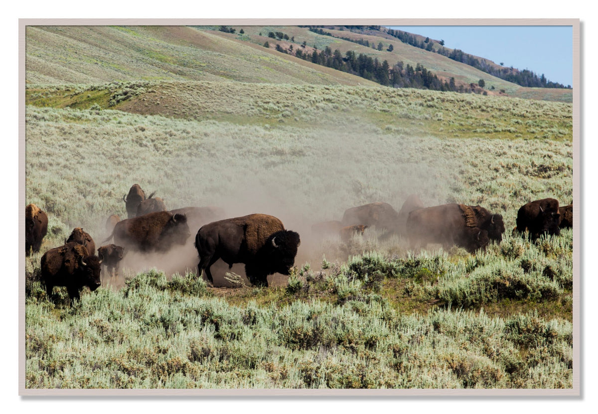 The Heard by Dylan Ozanich, 40×60 Full Bleed Print in a White Maple frame