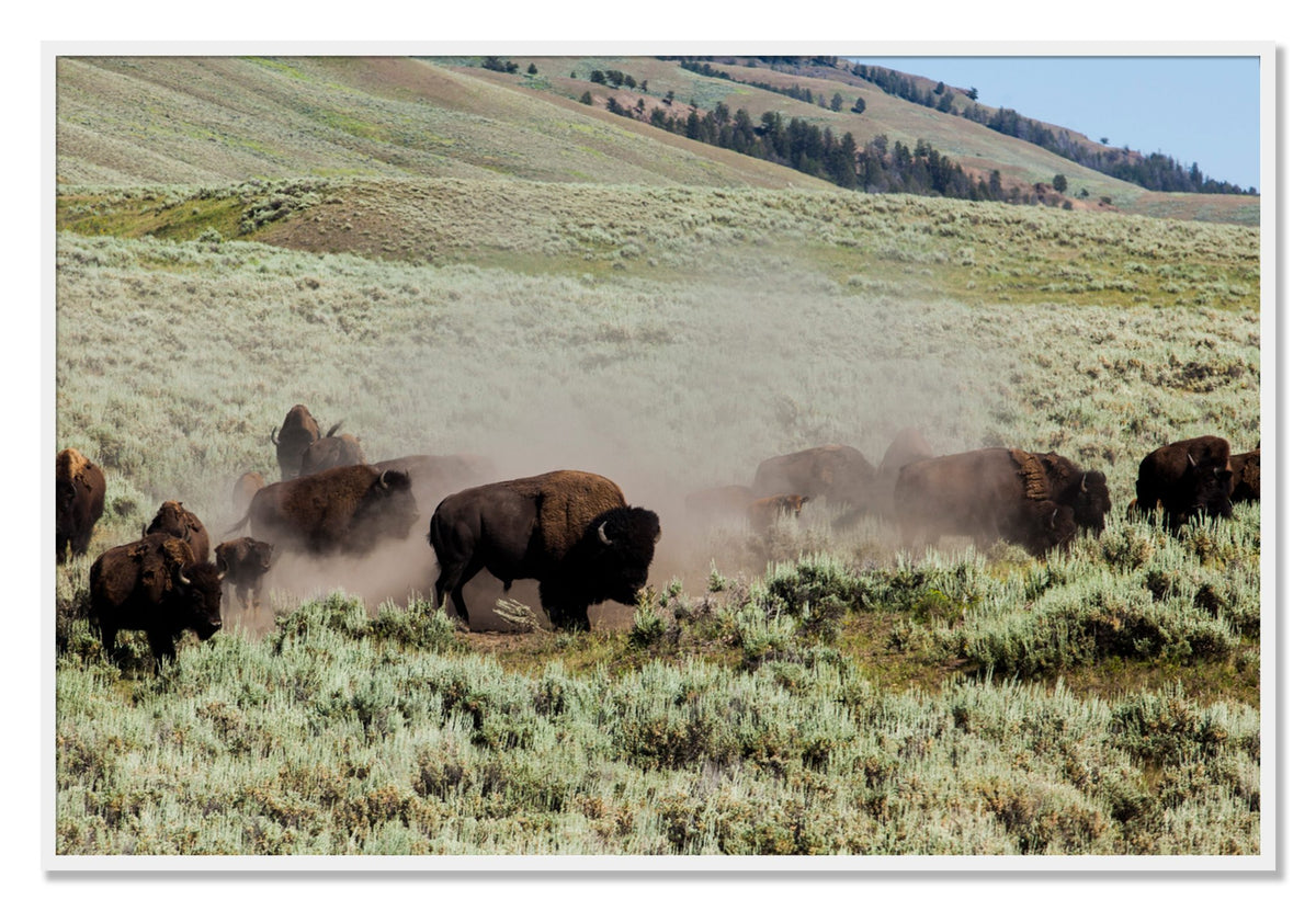 The Heard by Dylan Ozanich, 40×60 Full Bleed Print in a White frame