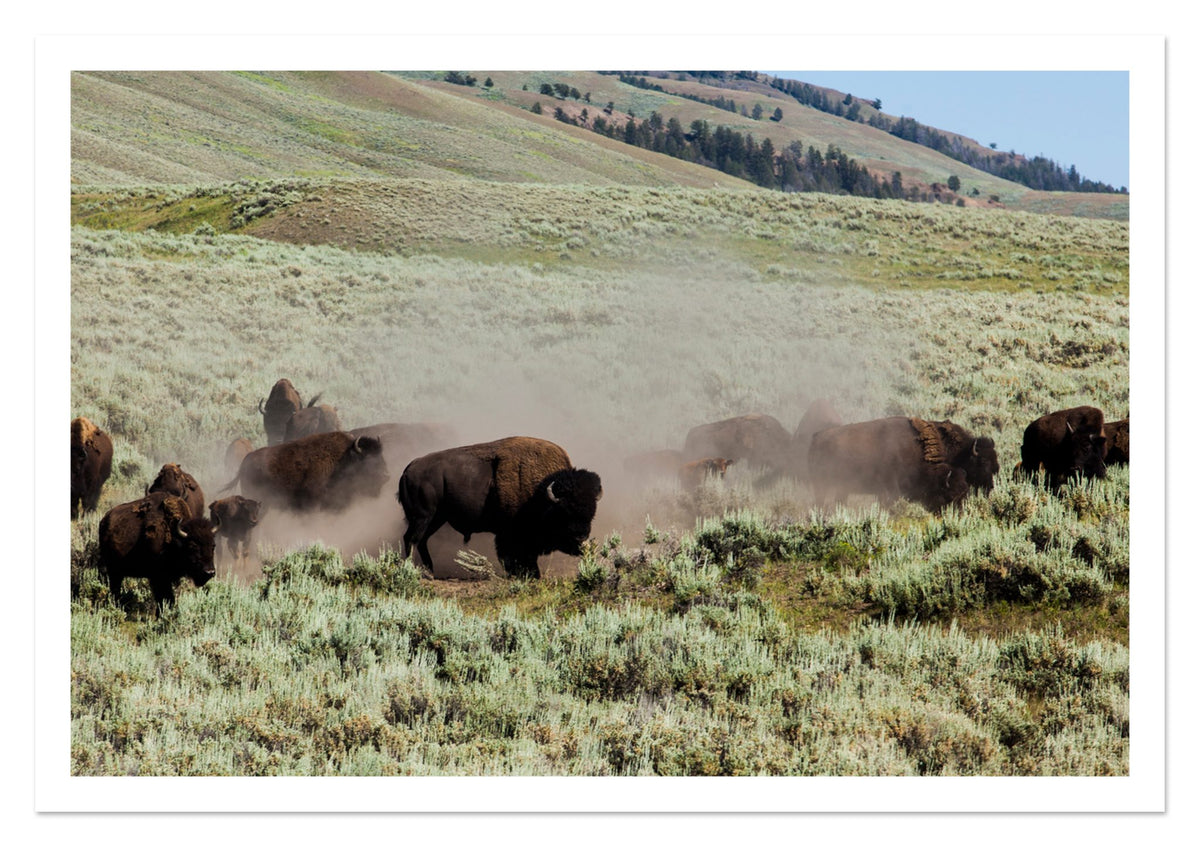 The Heard by Dylan Ozanich, 40×60 Fine Art Pigment Print on Hahnemühle Cotton Rag Paper, unframed