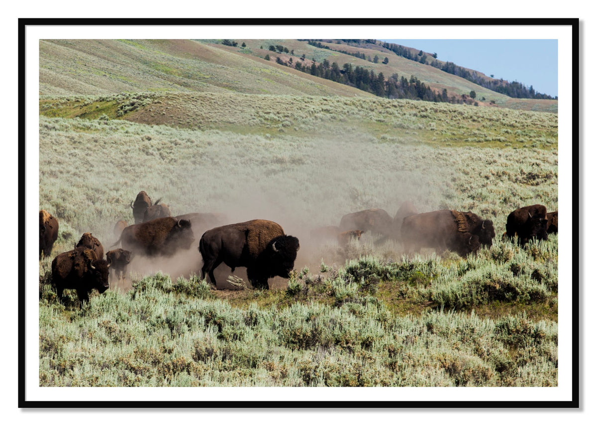 The Heard by Dylan Ozanich, 48×72 print with a White Border in a Black frame