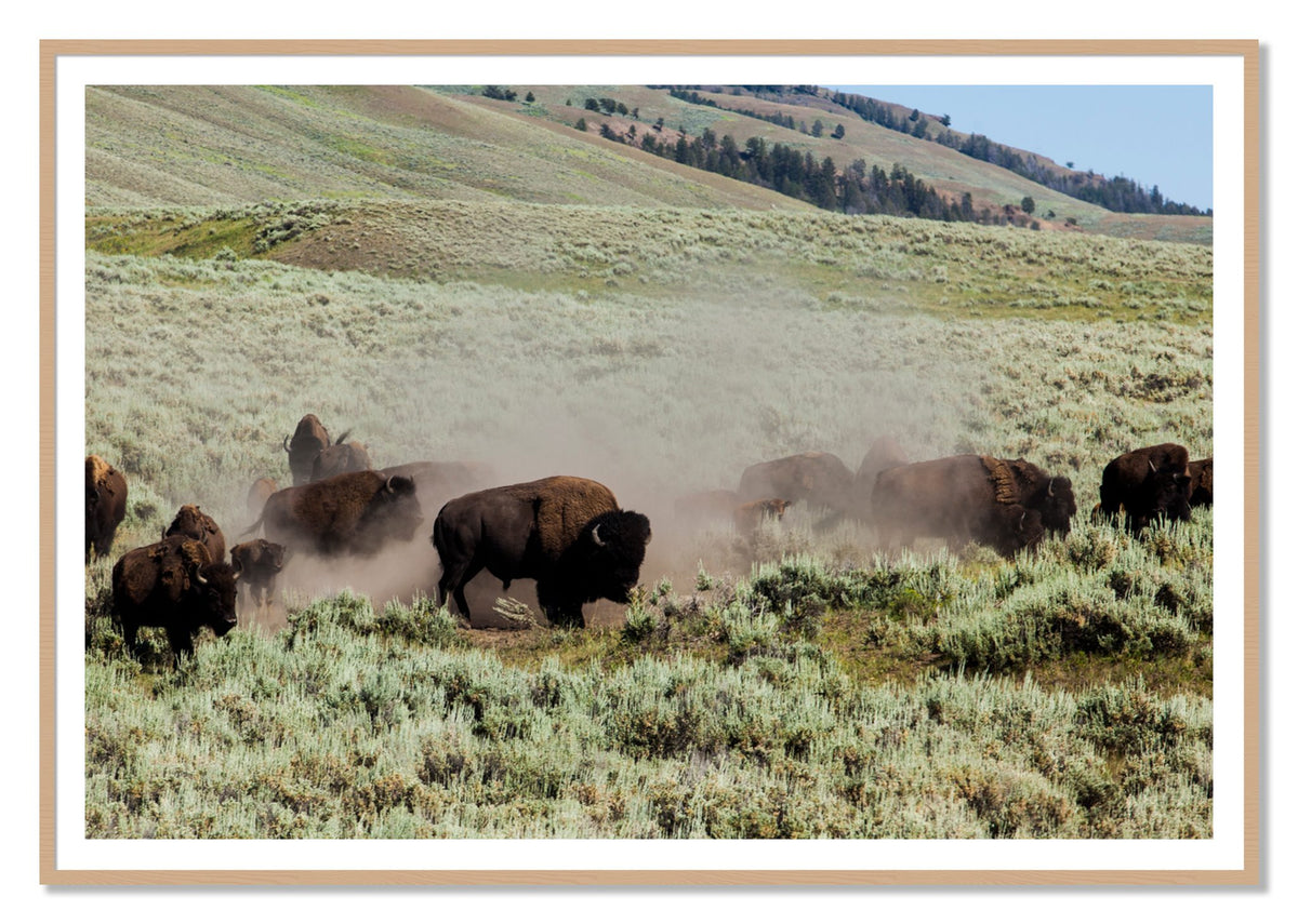 The Heard by Dylan Ozanich, 48×72 print with a White Border in an Oak frame