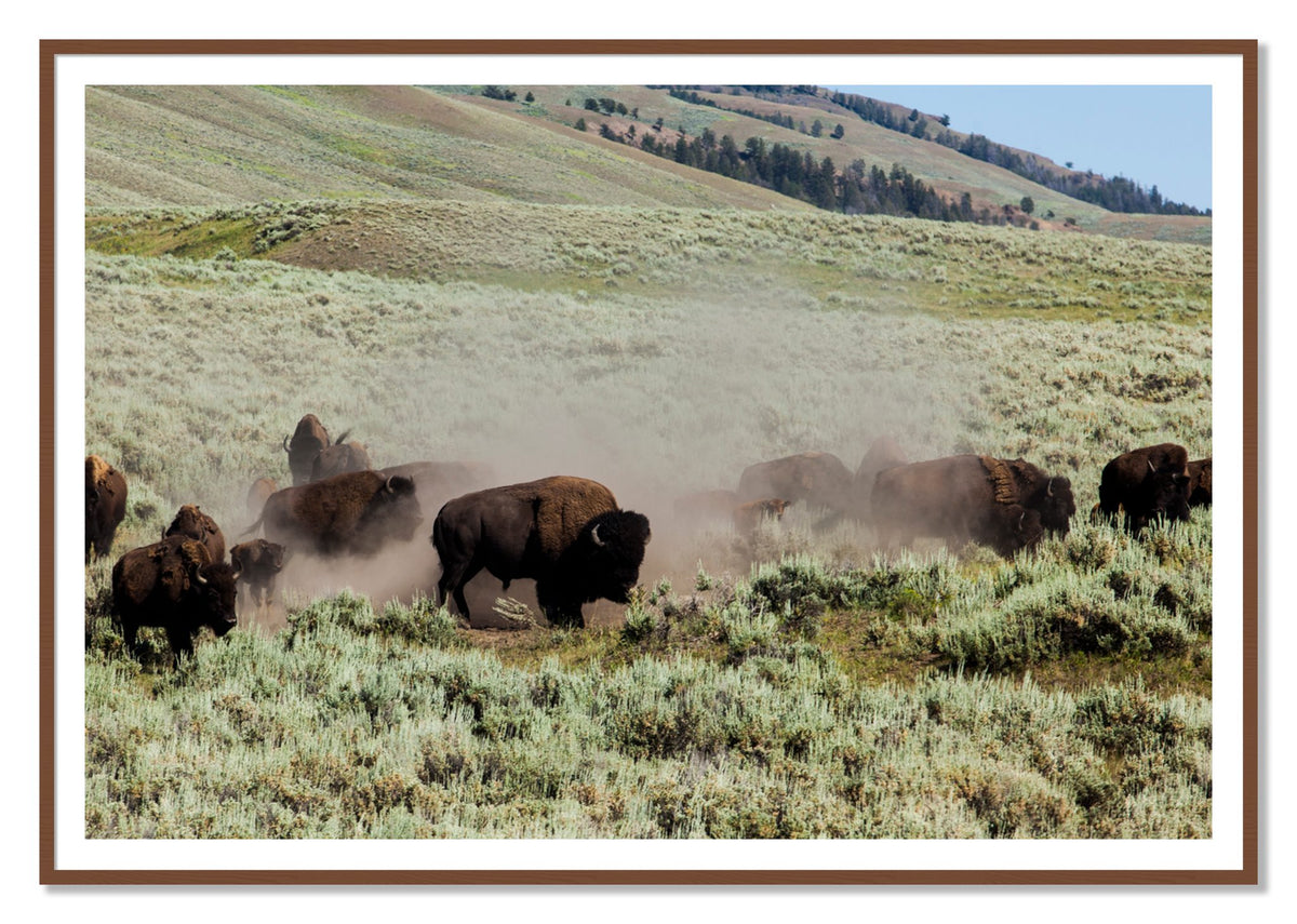 The Heard by Dylan Ozanich, 48×72 print with a White Border in a Walnut frame