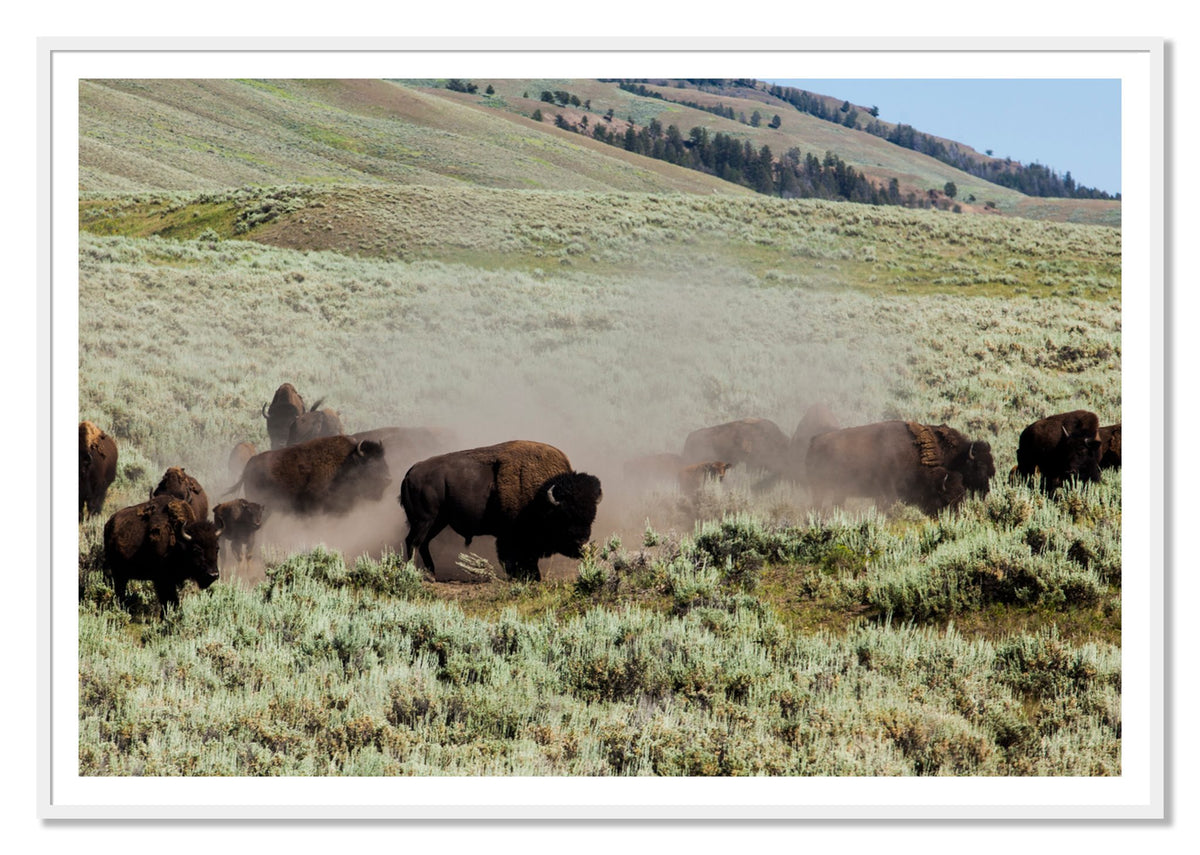 The Heard by Dylan Ozanich, 48×72 print with a White Border in a White frame