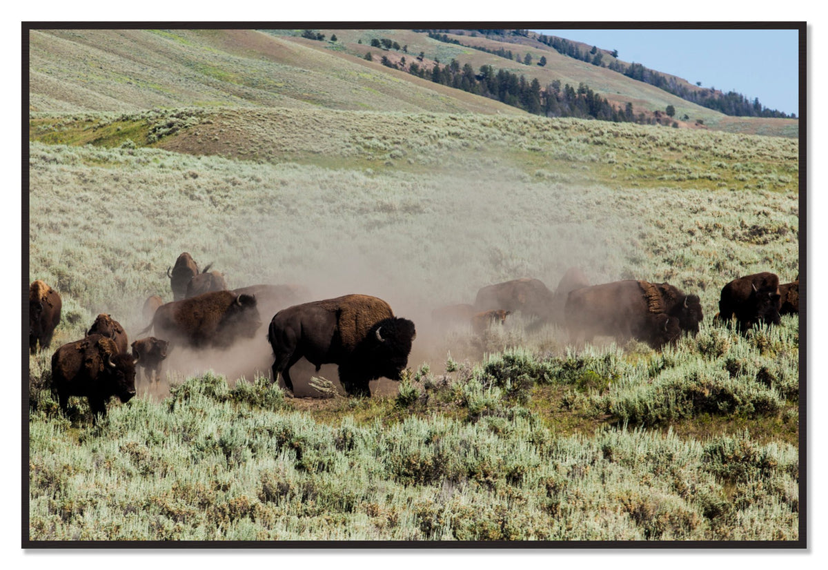 The Heard by Dylan Ozanich, 48×72 Full Bleed Print in a Black Walnut frame