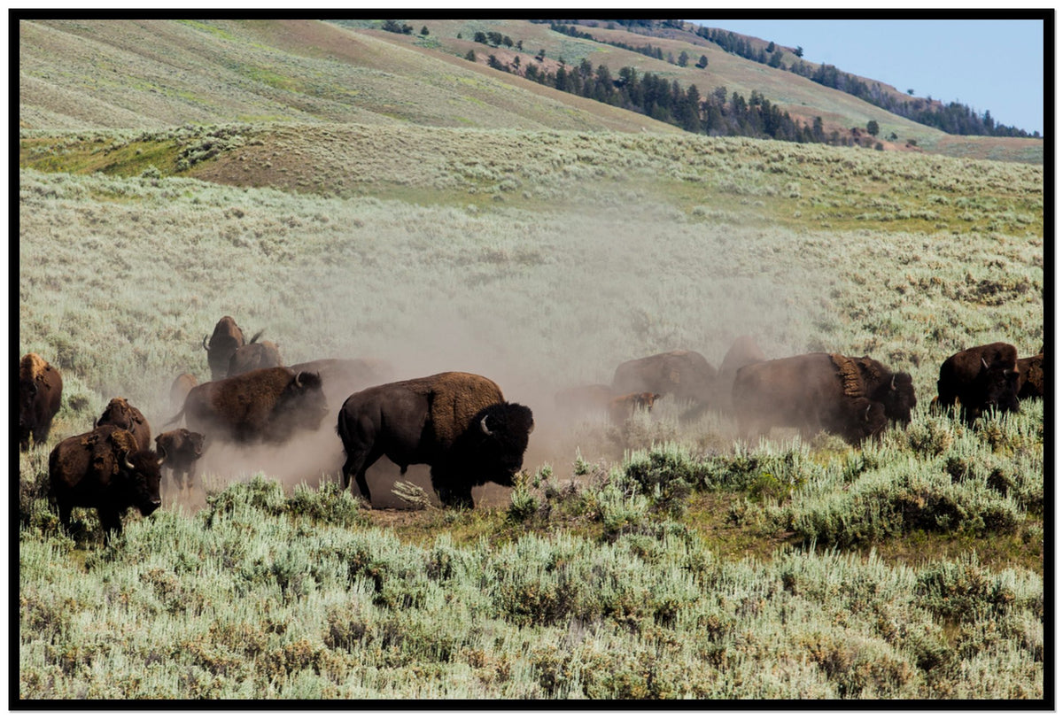 The Heard by Dylan Ozanich, 48×72 Full Bleed Print in a Black frame