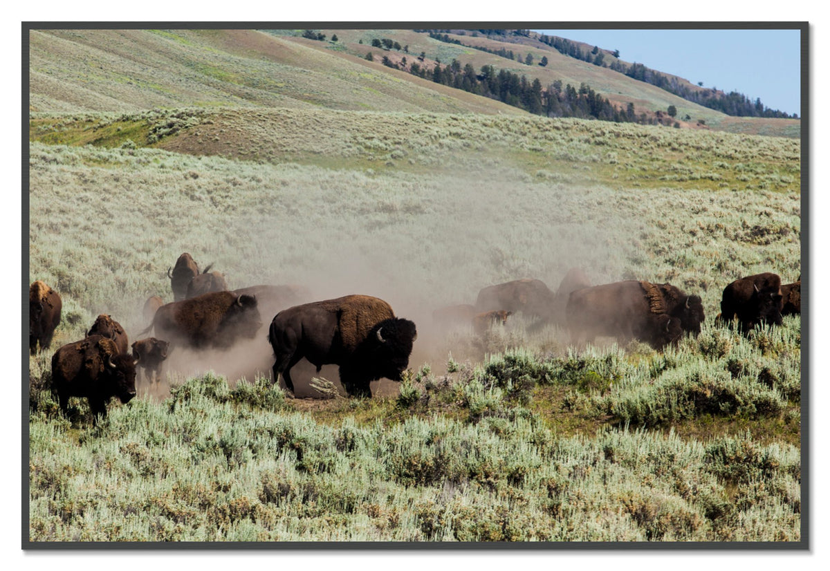The Heard by Dylan Ozanich, 48×72 Full Bleed Print in a Grey frame
