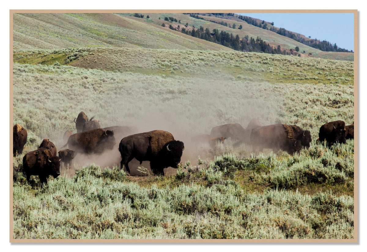 The Heard by Dylan Ozanich, 48×72 Full Bleed Print in an Oak frame