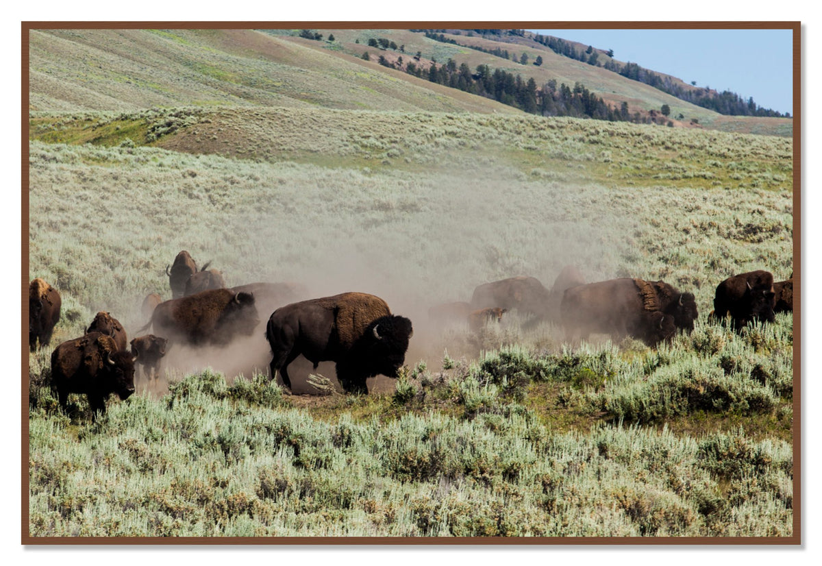 The Heard by Dylan Ozanich, 48×72 Full Bleed Print in a Walnut frame