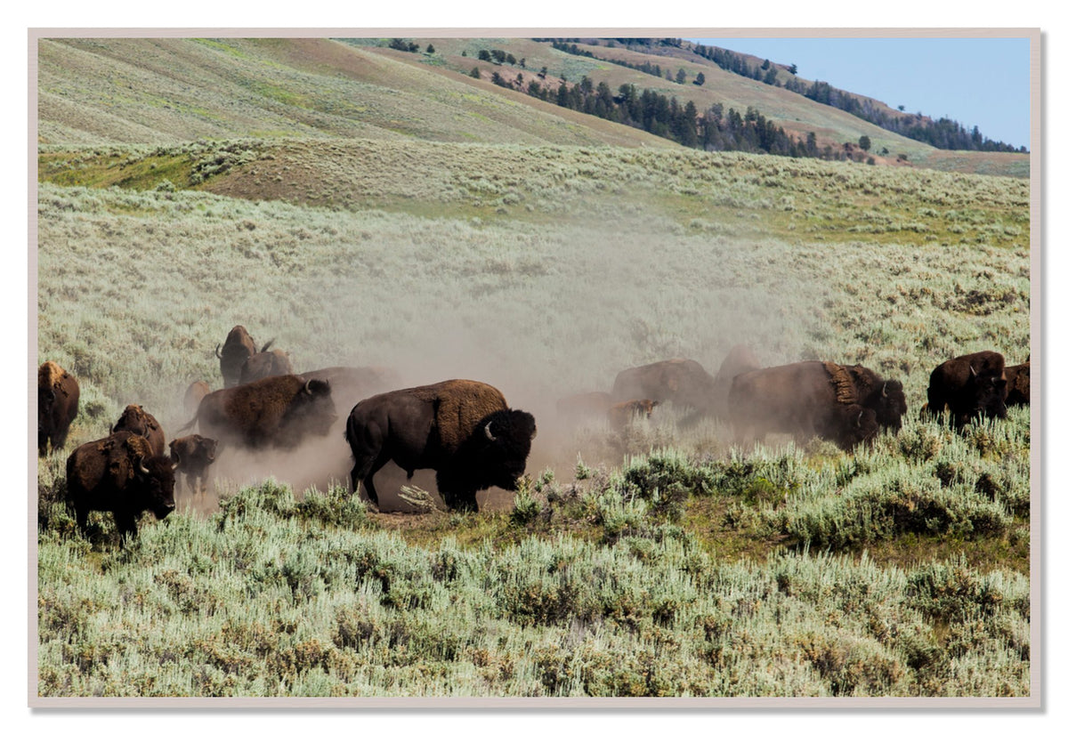 The Heard by Dylan Ozanich, 48×72 Full Bleed Print in a White Maple frame