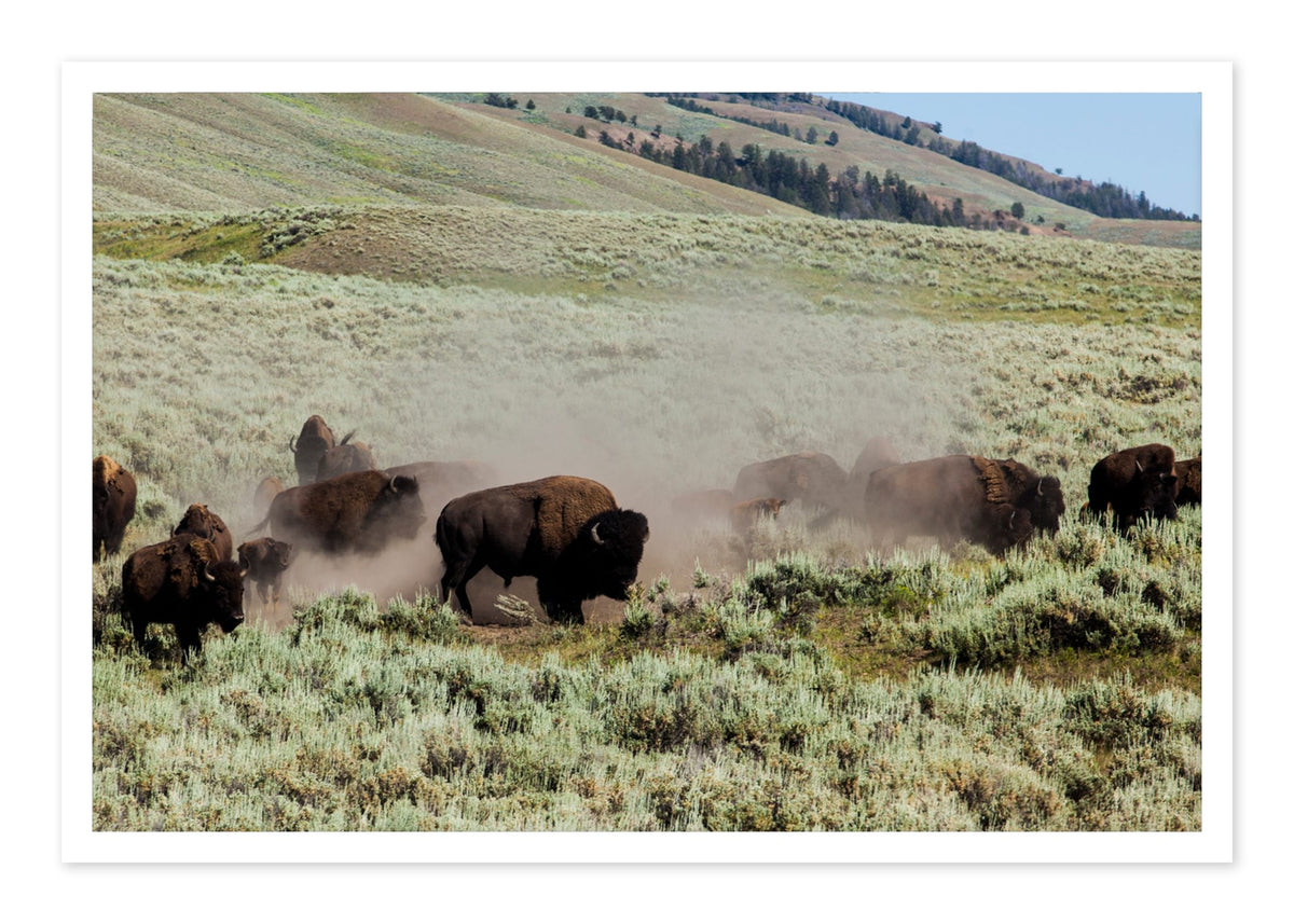 The Heard by Dylan Ozanich, 48×72 Fine Art Pigment Print on Hahnemühle Cotton Rag Paper, unframed