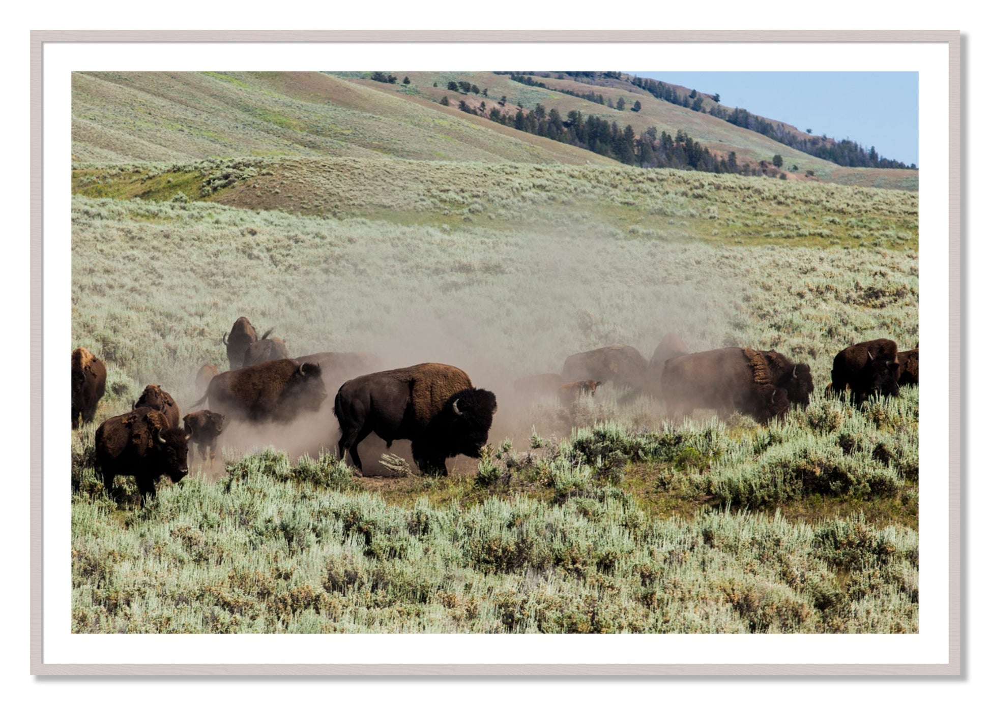 Framed photograph of The Heard by Dylan Ozanich, White Maple frame, Borders
