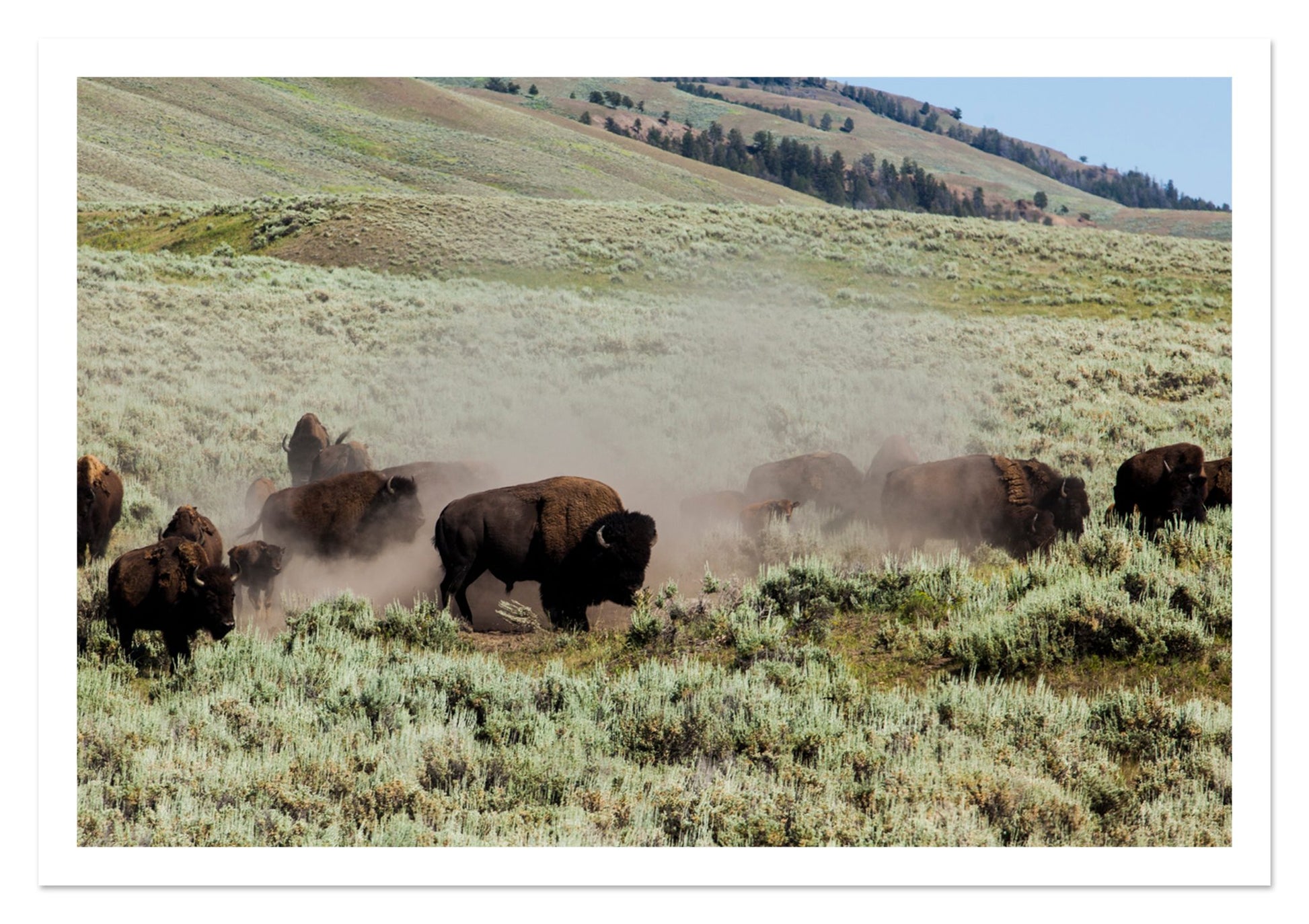 Fine art print of The Heard by Dylan Ozanich, unframed