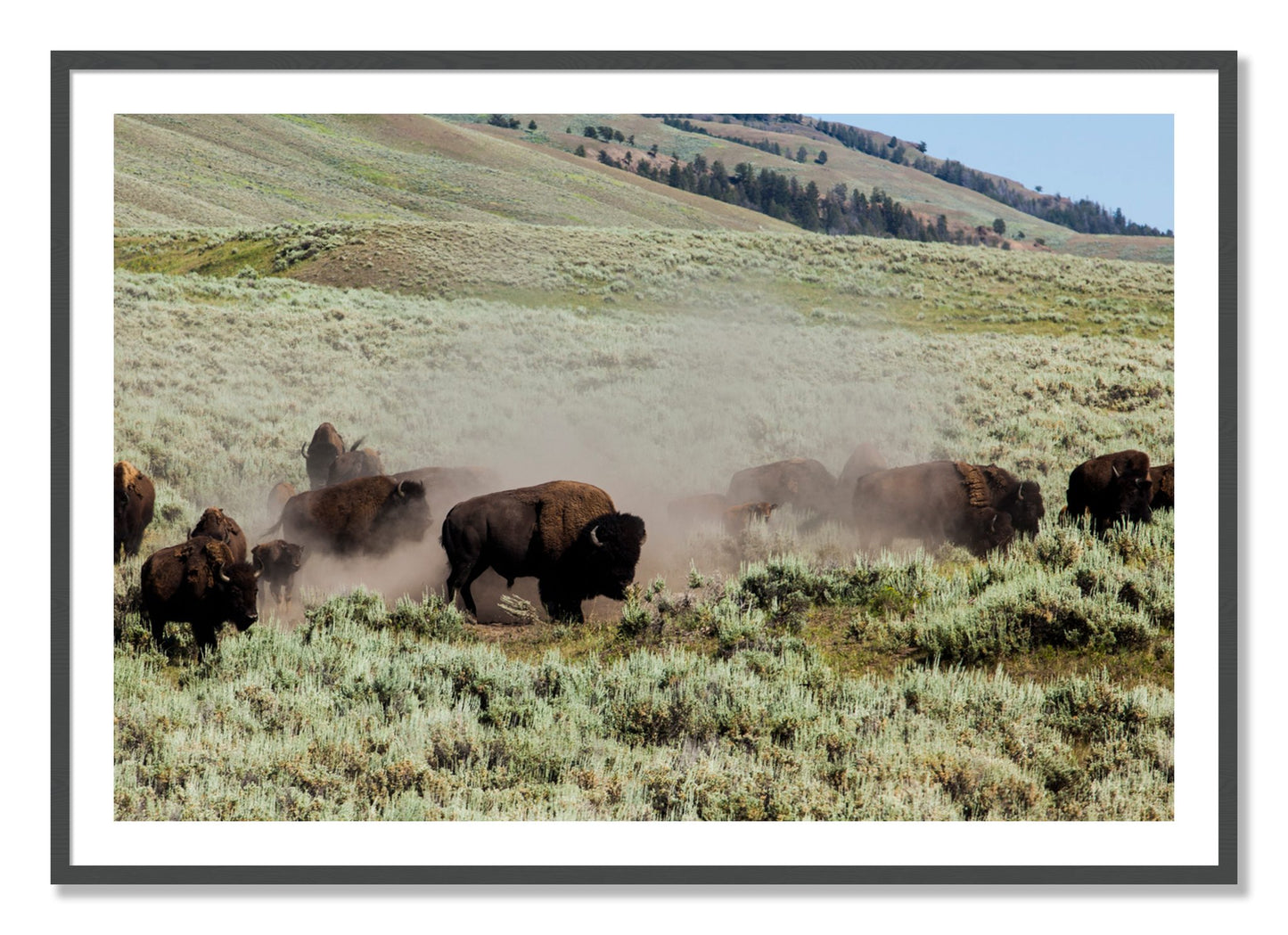 Framed photograph of The Heard by Dylan Ozanich, Grey frame, Borders