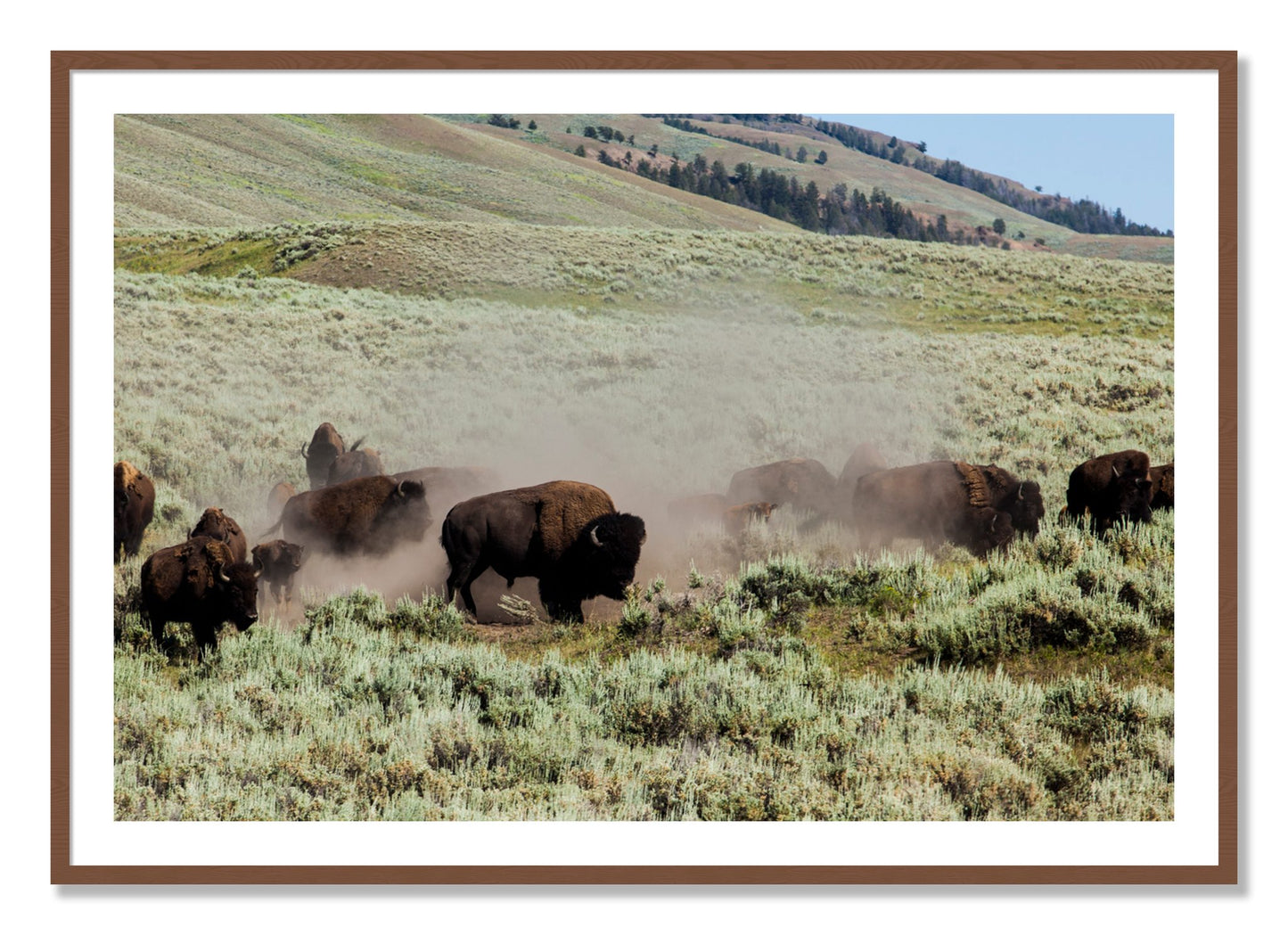 Framed photograph of The Heard by Dylan Ozanich, Walnut frame, Borders