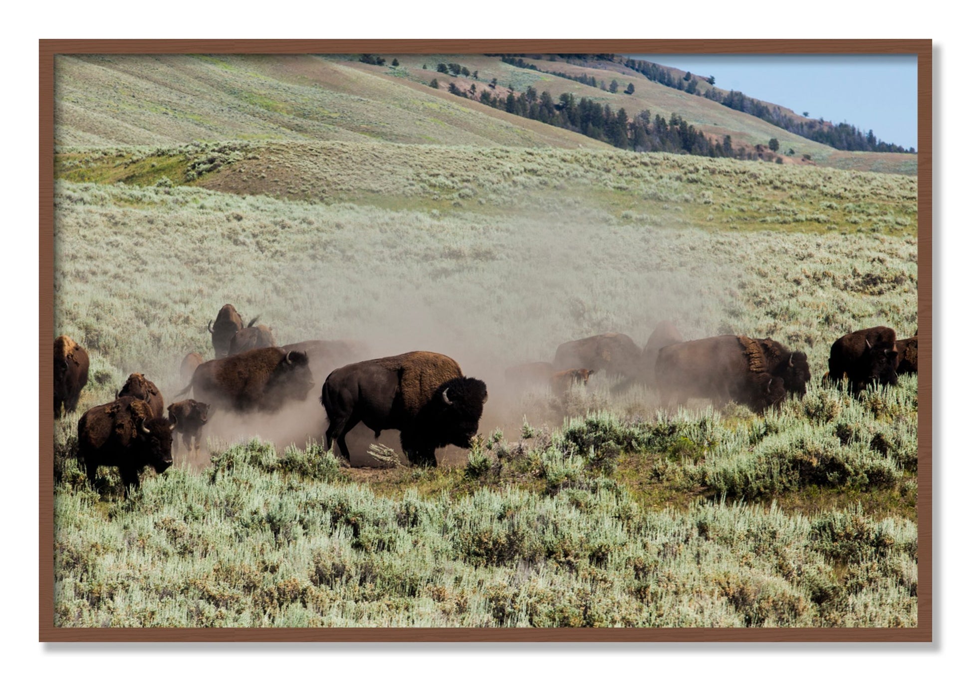 Framed photograph of The Heard by Dylan Ozanich, Walnut frame, Full Bleed