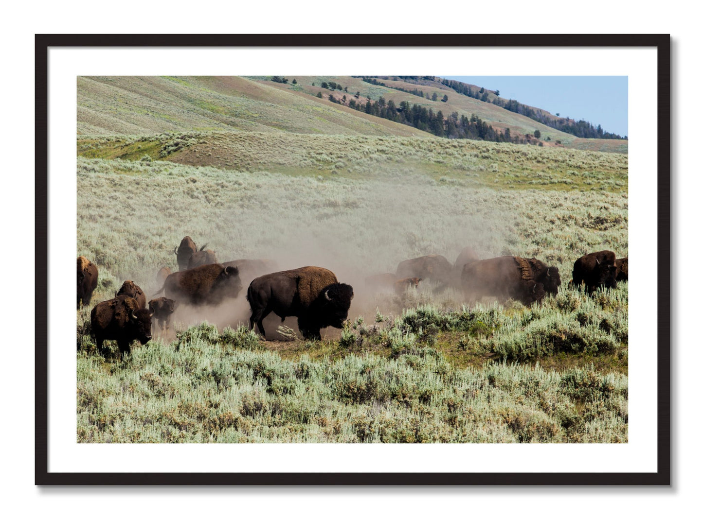Framed photograph of The Heard by Dylan Ozanich, Black Walnut frame, Borders