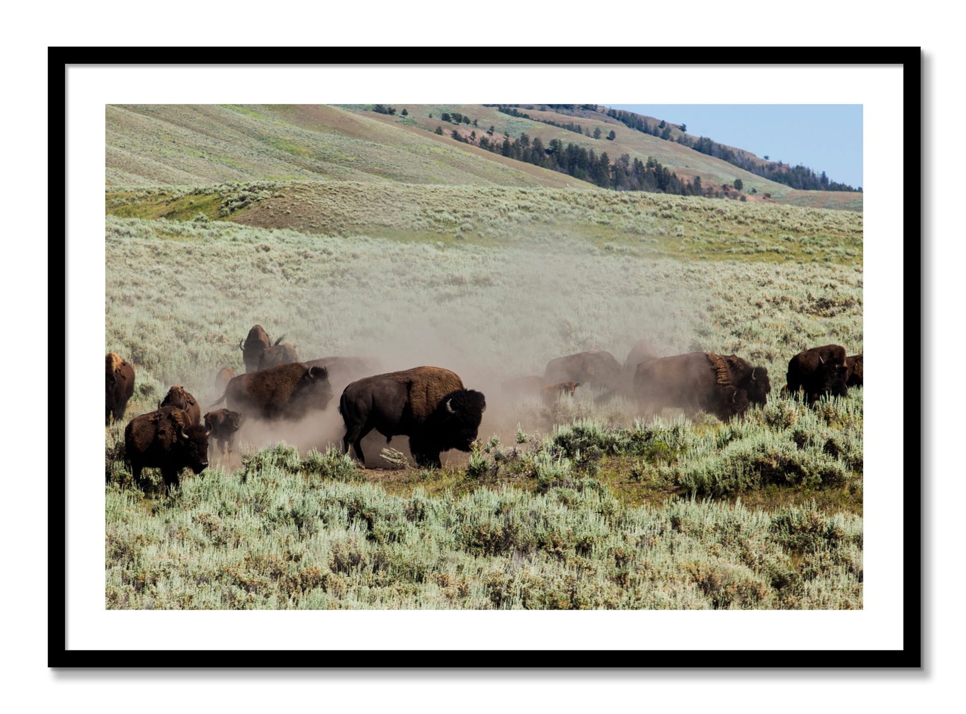 Framed photograph of The Heard by Dylan Ozanich, Black frame, Borders