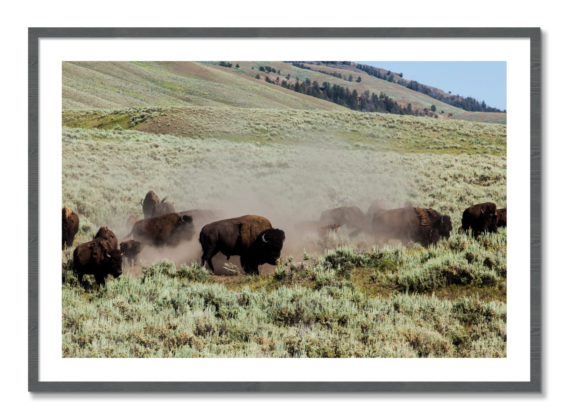 Framed photograph of The Heard by Dylan Ozanich, Grey frame, Borders