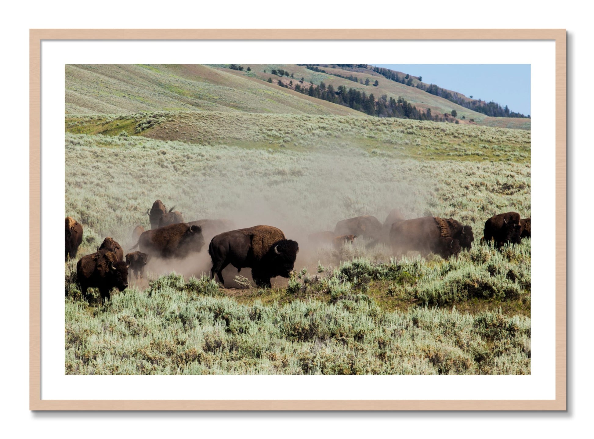 Framed photograph of The Heard by Dylan Ozanich, Maple frame, Borders