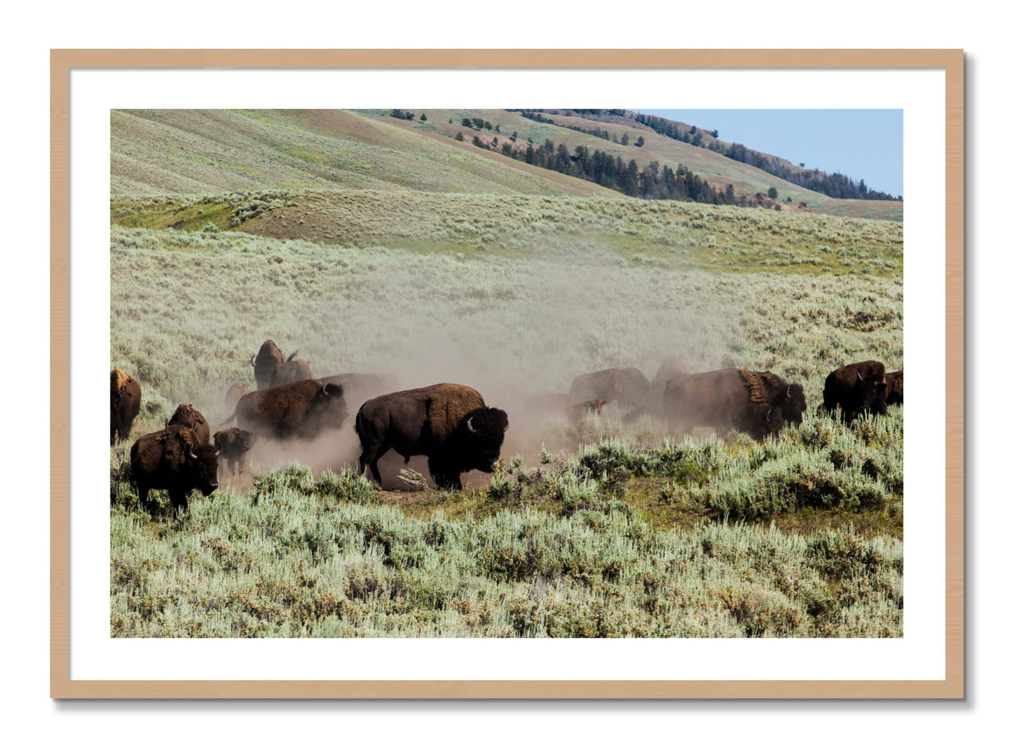 Framed photograph of The Heard by Dylan Ozanich, Oak frame, Borders