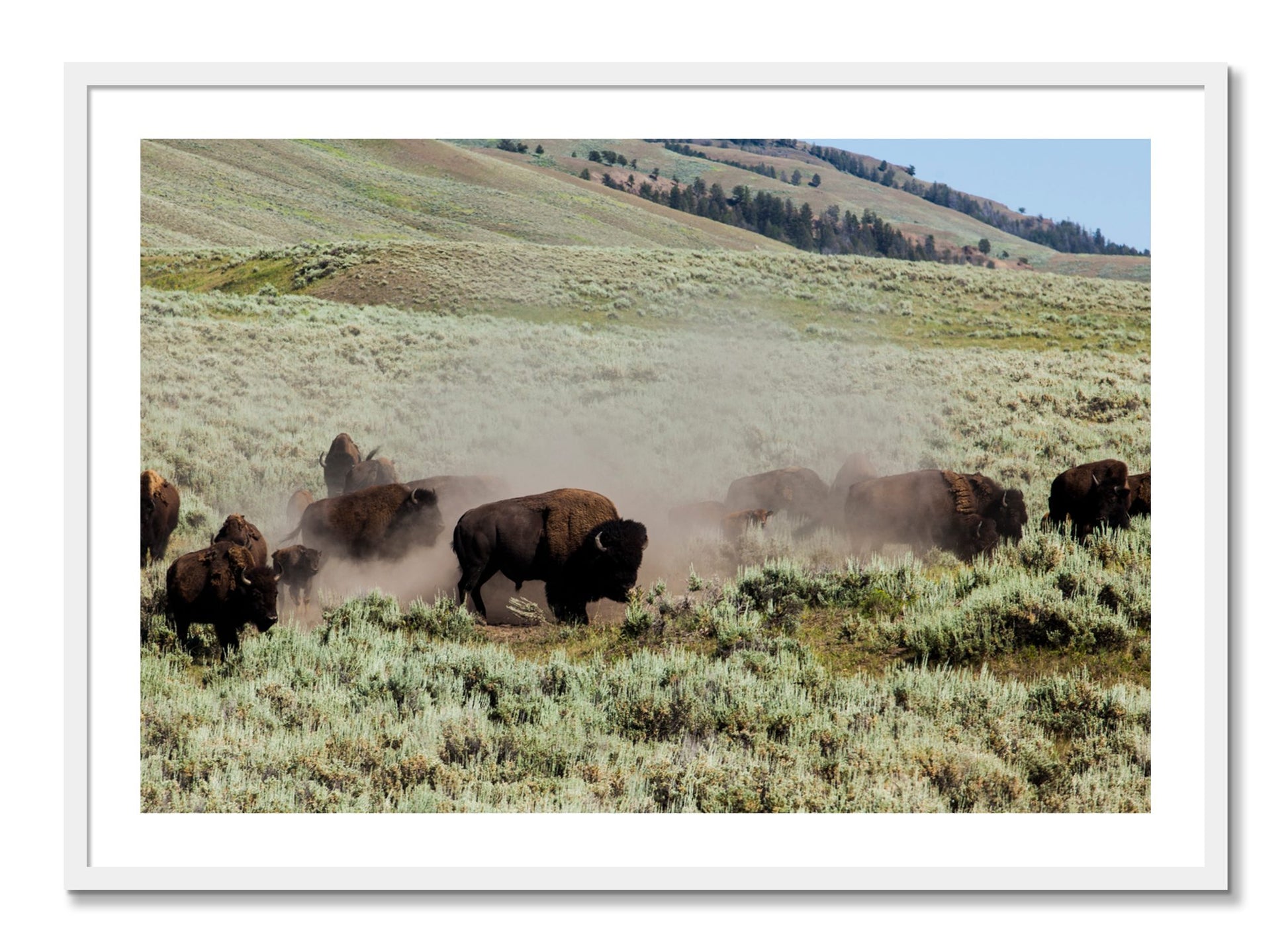 Framed photograph of The Heard by Dylan Ozanich, White frame, Borders