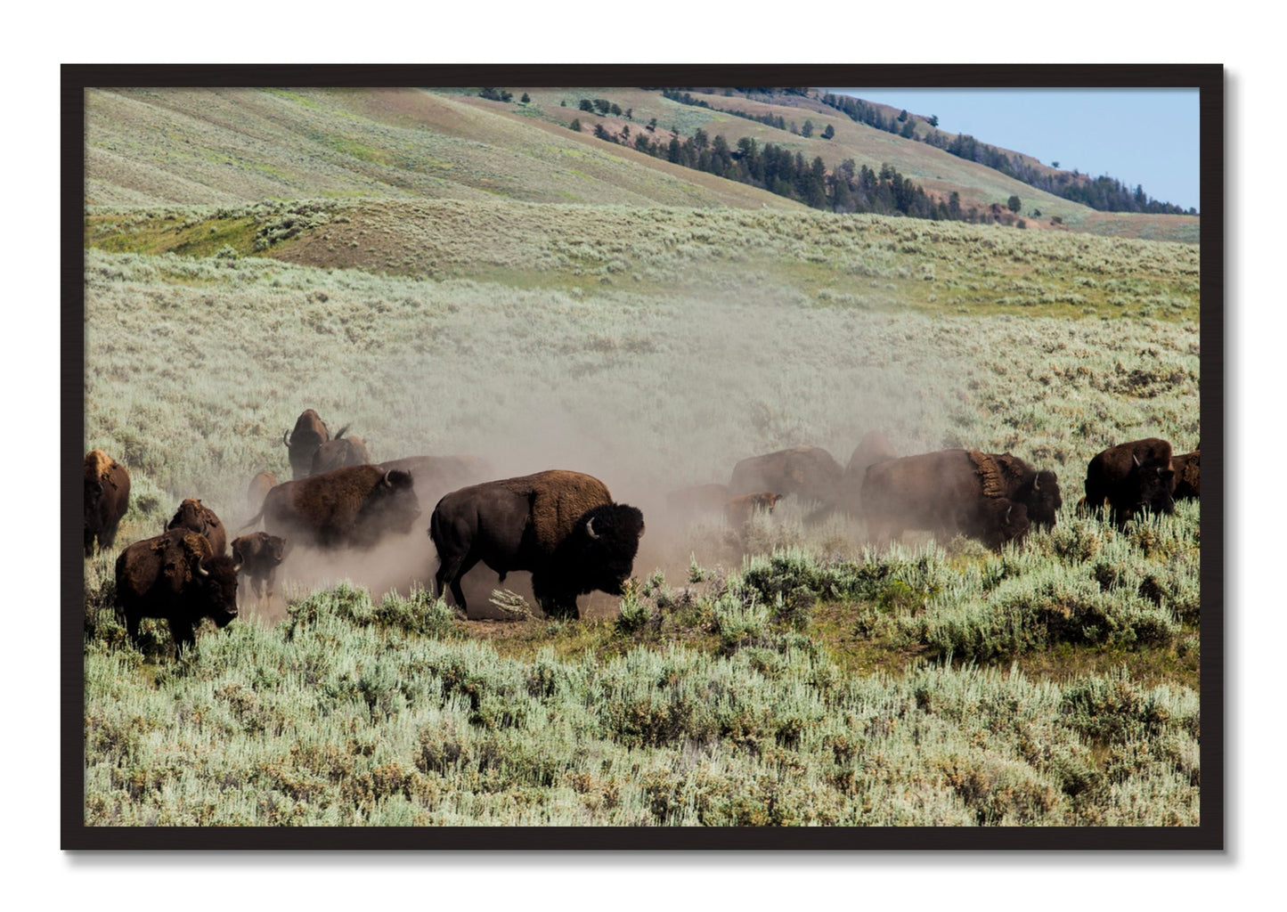 Framed photograph of The Heard by Dylan Ozanich, Black Walnut frame, Full Bleed