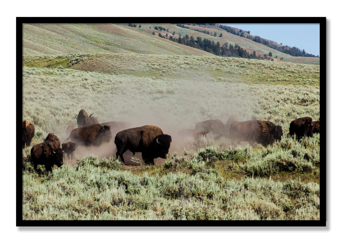 Framed photograph of The Heard by Dylan Ozanich, Black frame, Full Bleed
