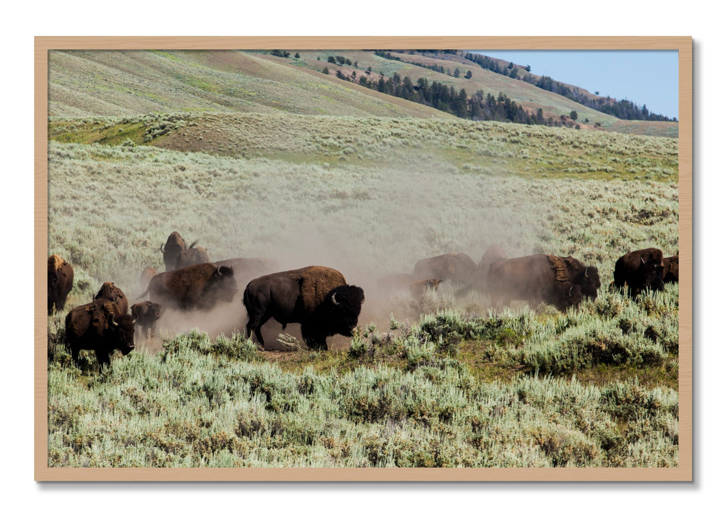 Framed photograph of The Heard by Dylan Ozanich, Oak frame, Full Bleed