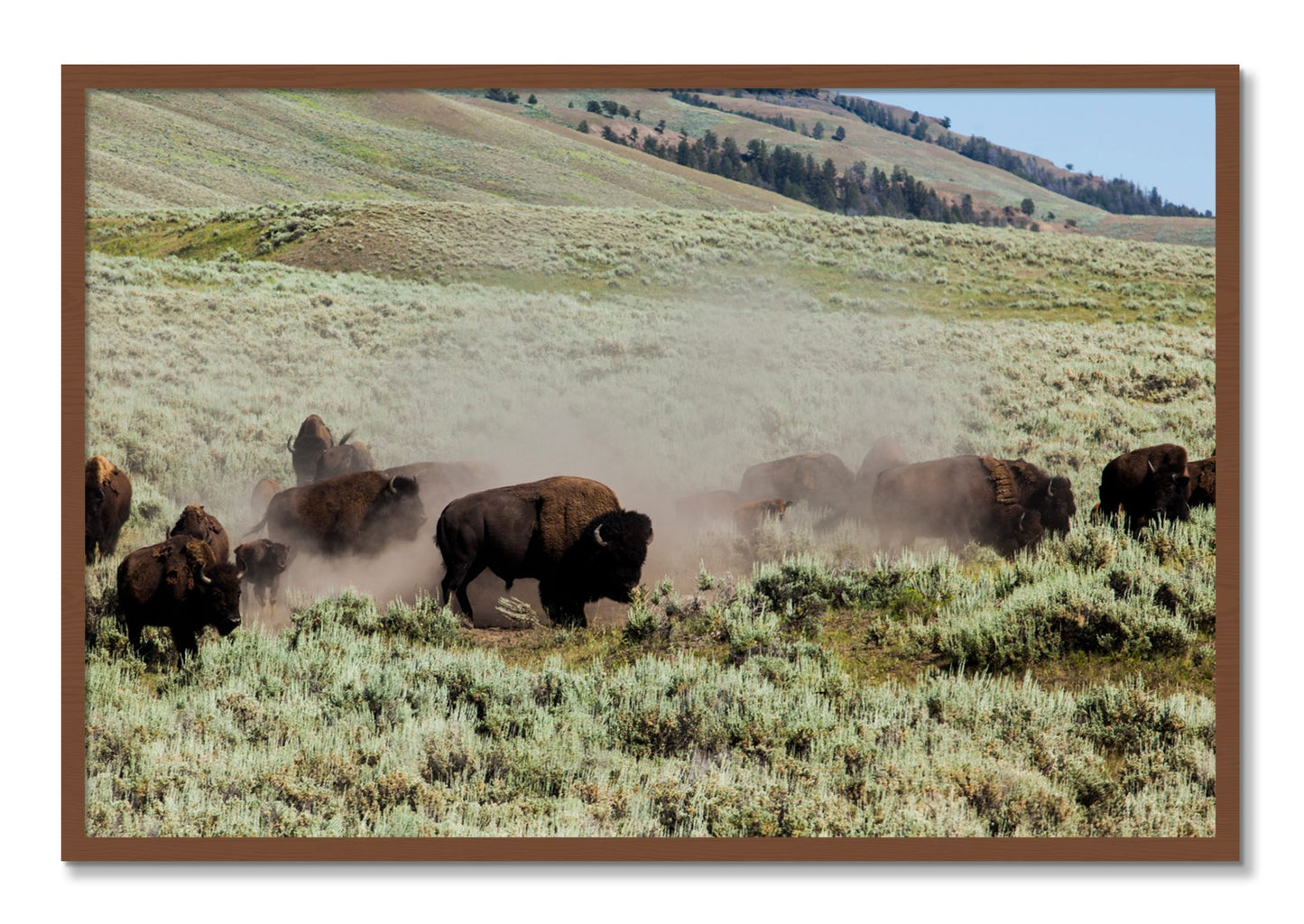Framed photograph of The Heard by Dylan Ozanich, Walnut frame, Full Bleed
