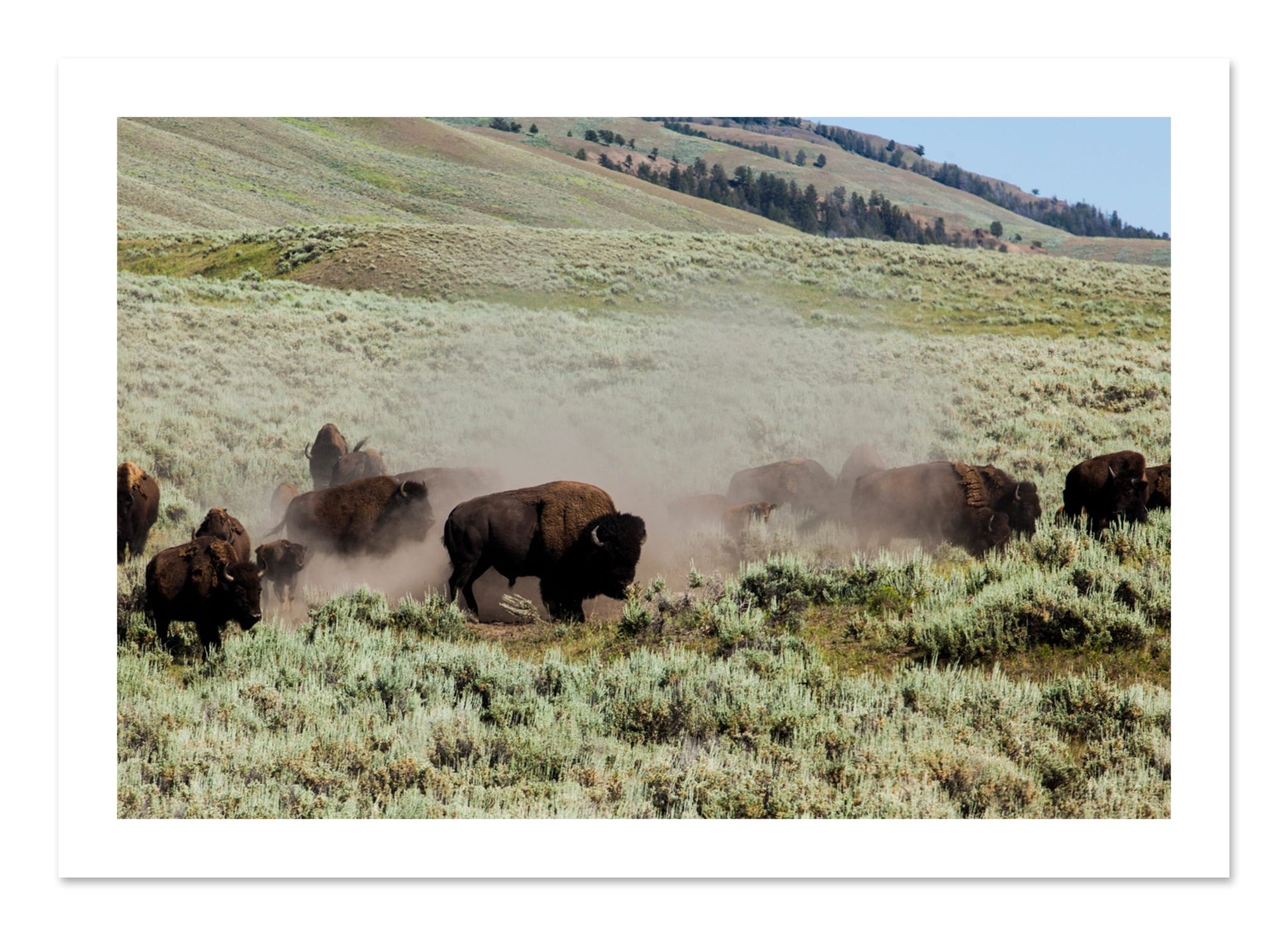 Fine art print of The Heard by Dylan Ozanich, unframed