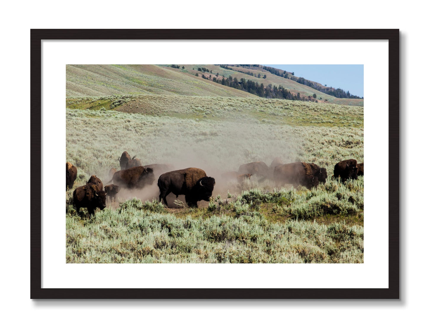 Framed photograph of The Heard by Dylan Ozanich, Black frame, Borders