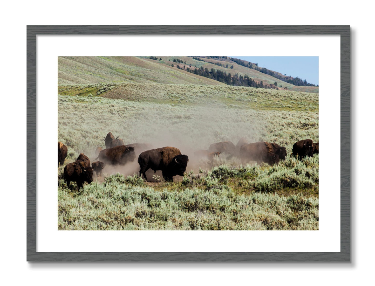 Framed photograph of The Heard by Dylan Ozanich, Grey frame, Borders