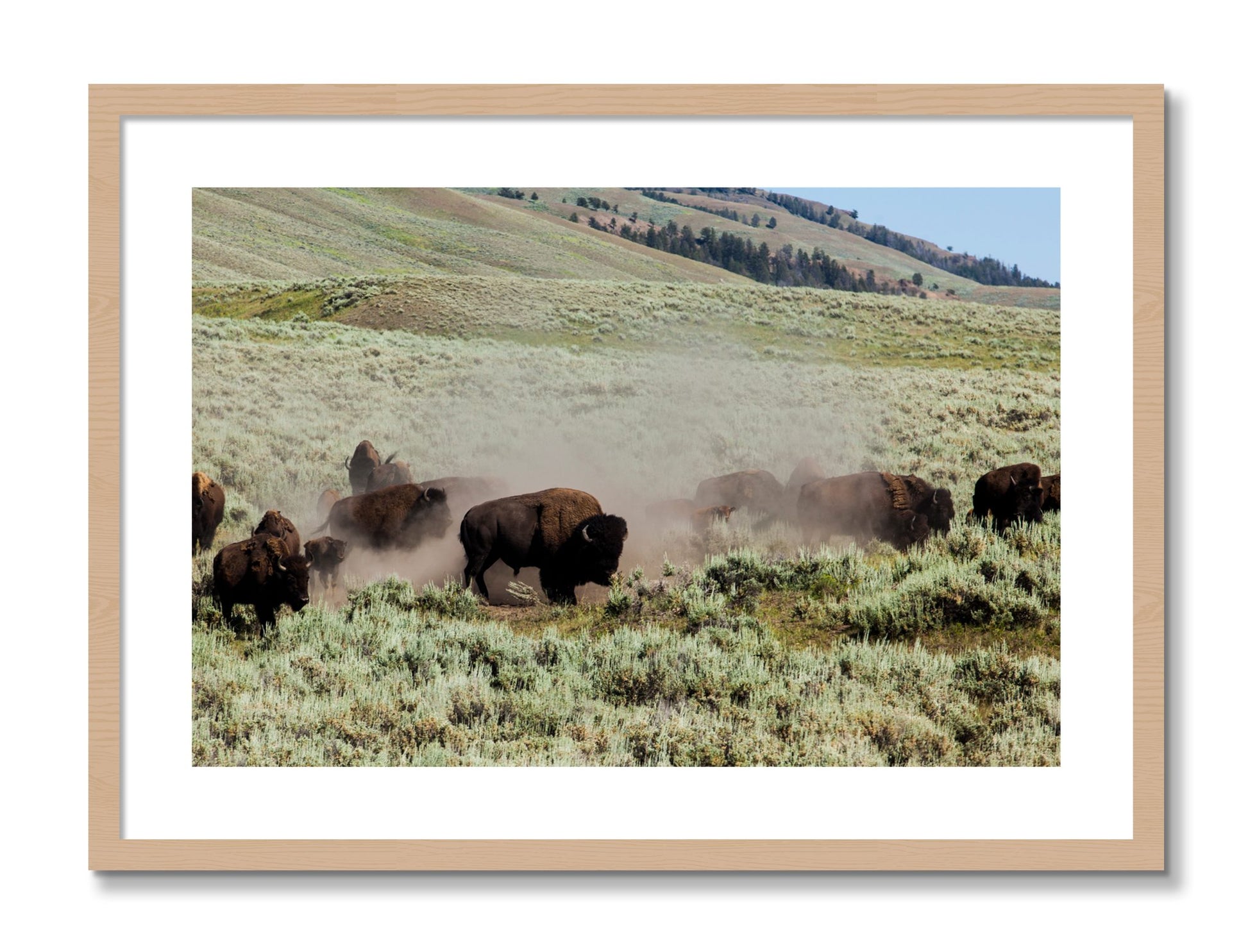 Framed photograph of The Heard by Dylan Ozanich, Oak frame, Borders