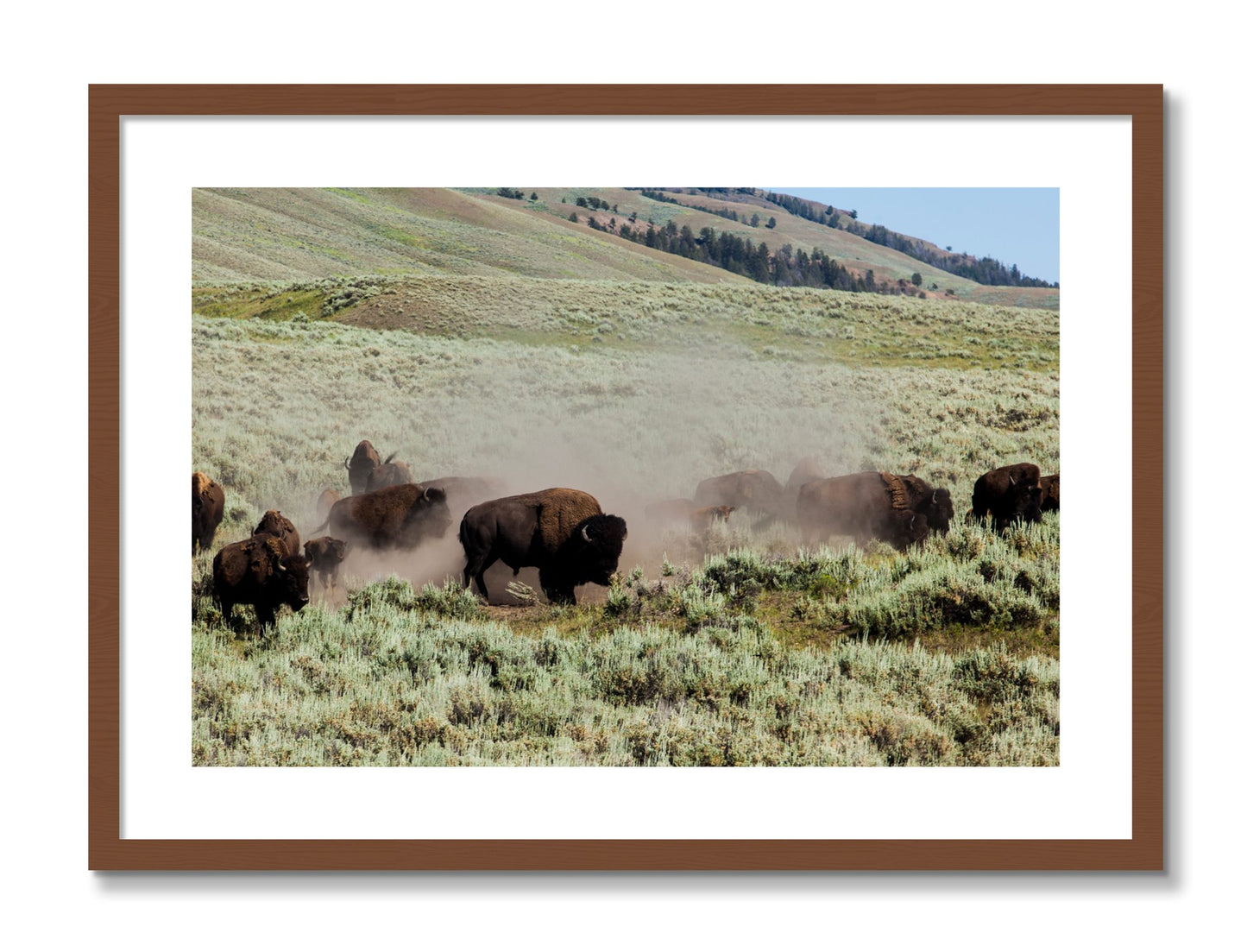 Framed photograph of The Heard by Dylan Ozanich, Walnut frame, Borders
