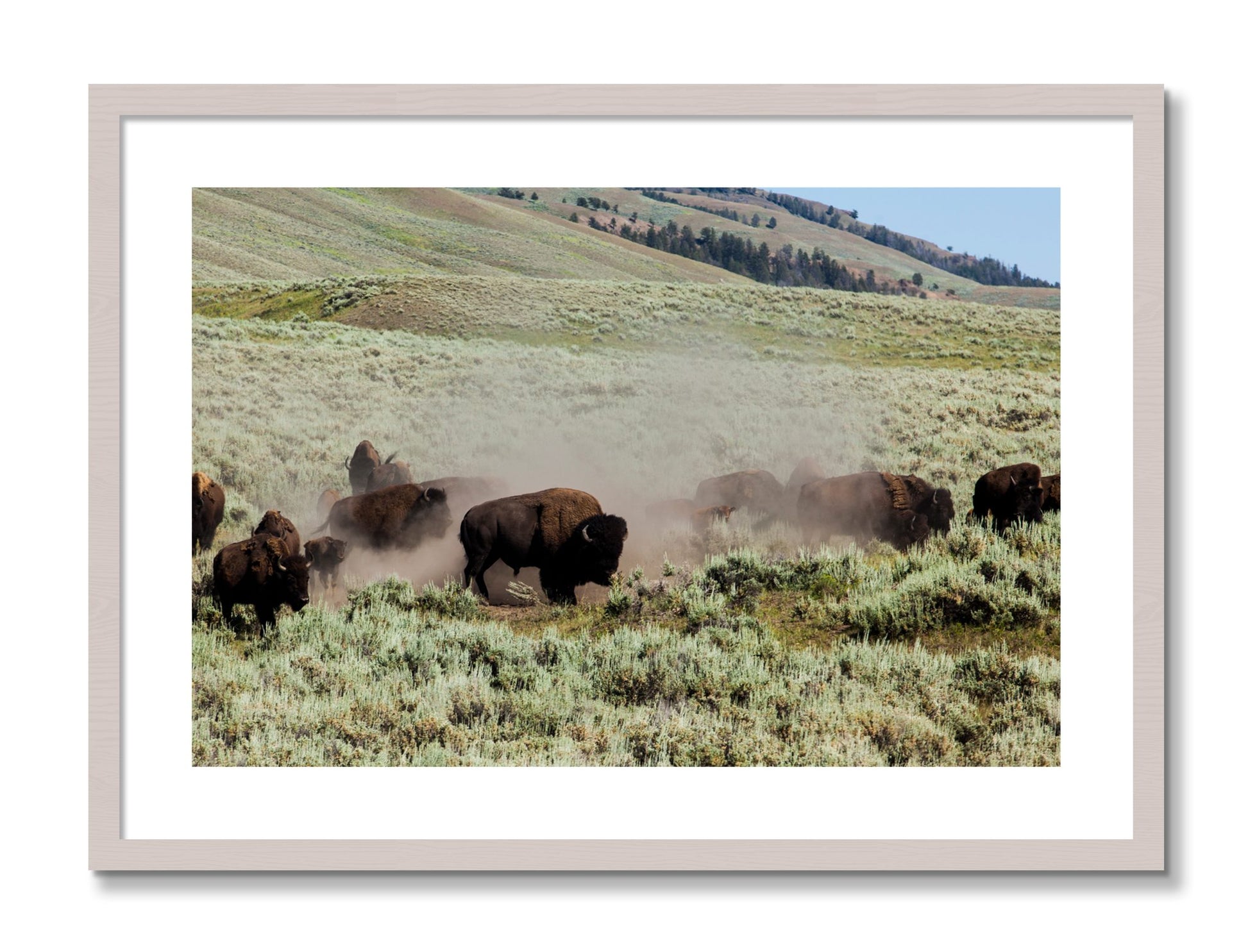 Framed photograph of The Heard by Dylan Ozanich, White Maple frame, Borders